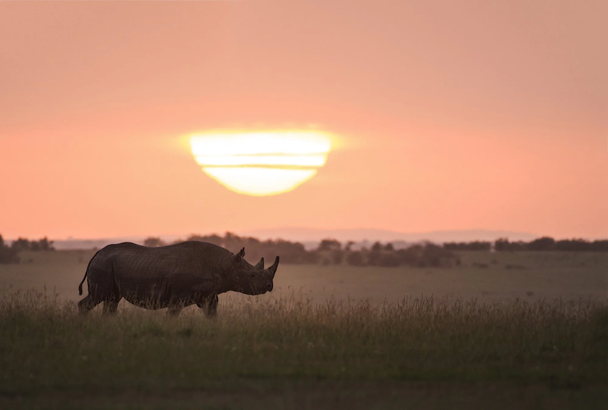 Black Rhino