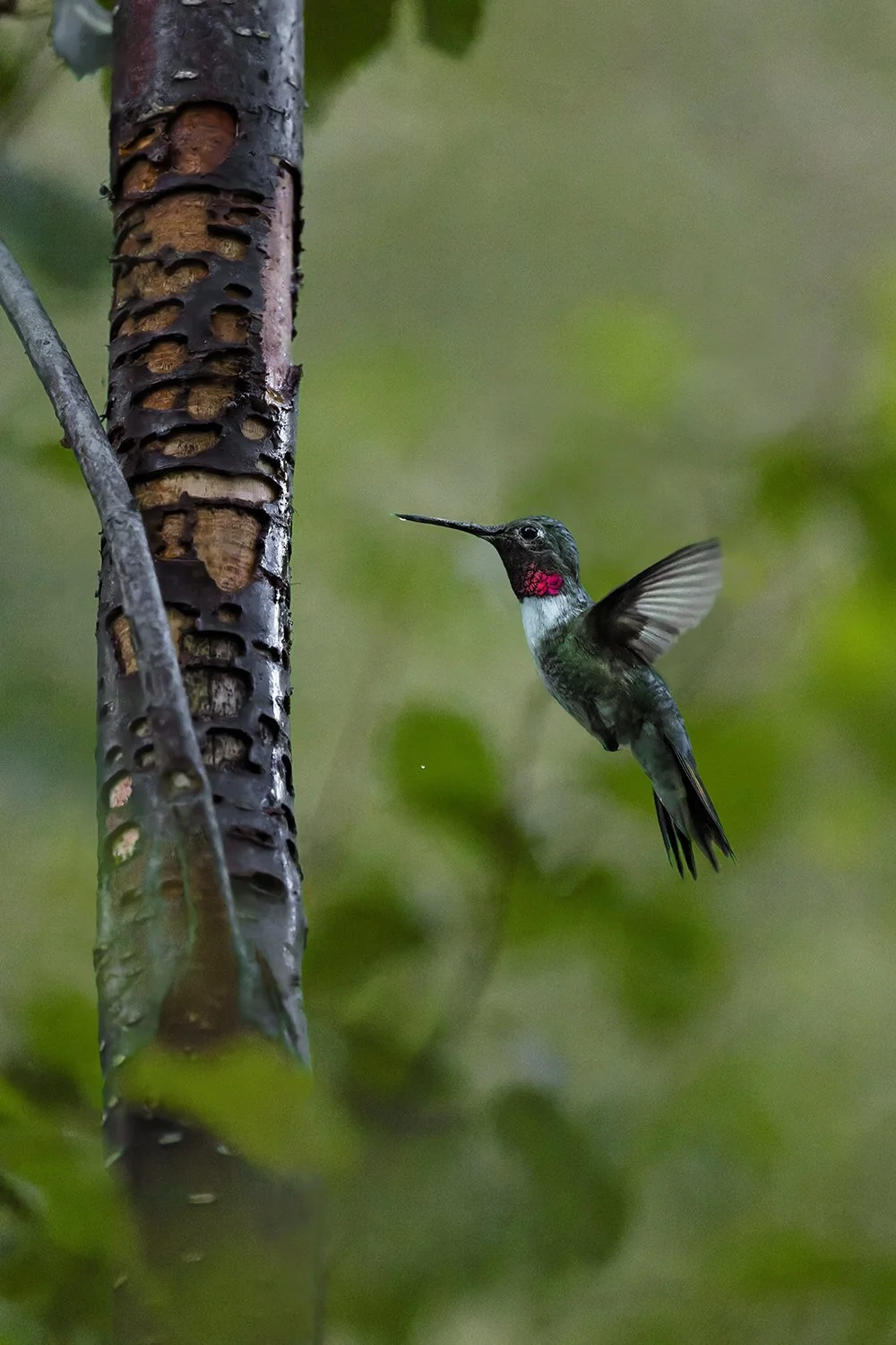 Broad-tailed Hummingbird (feeding on sap from drill holes made by Red-naped Sapsucker) (Colorado)