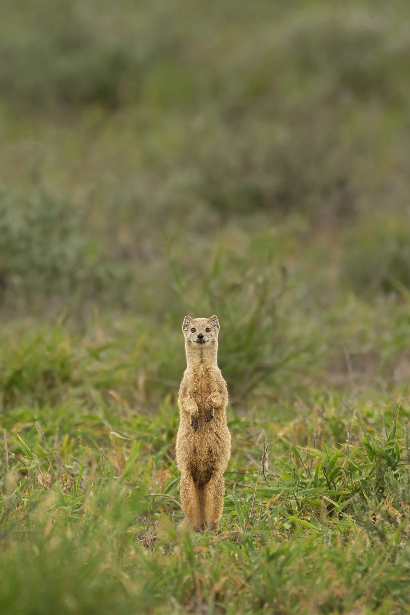 Yellow Mongoose