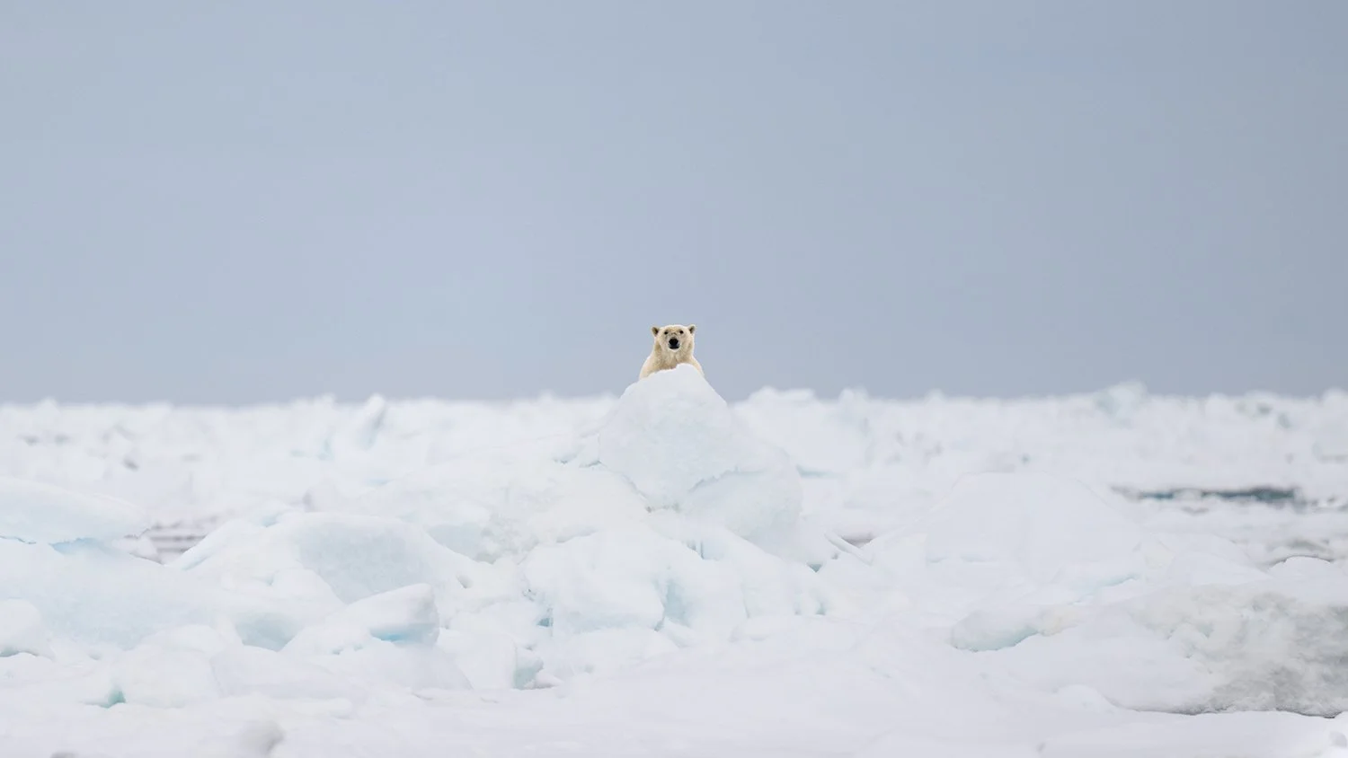 Peek-a-boo