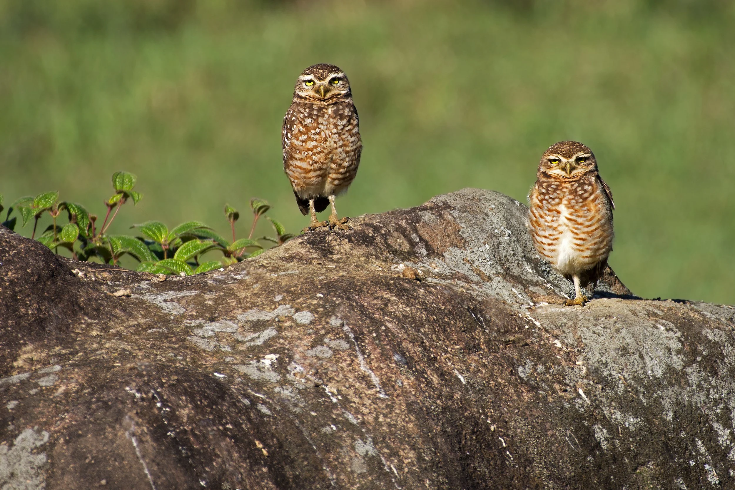 Burrowing Owl (Atlantic Rainforest clearing, Brazil)