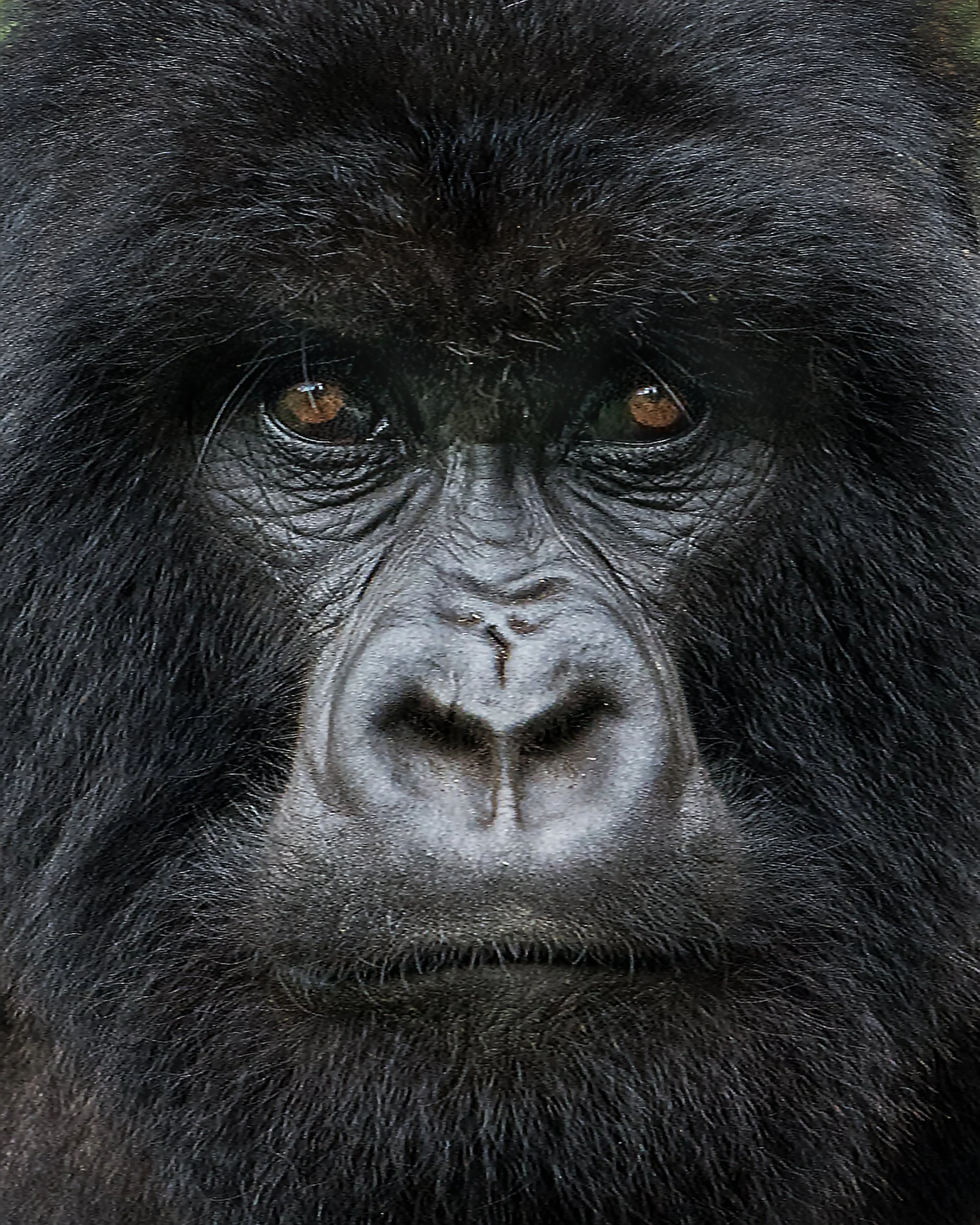 Umubano Silverback Closeup JPG v 4.jpg