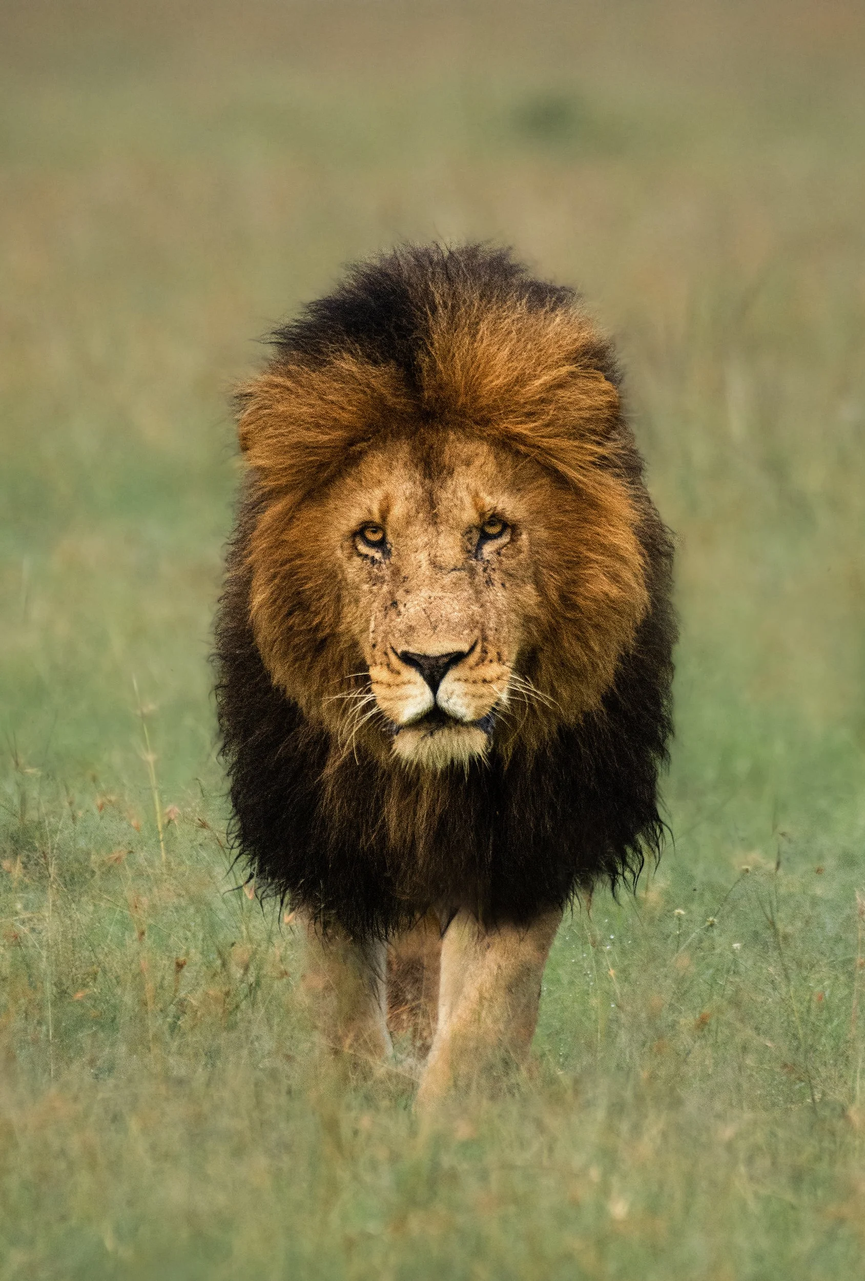 Lion I v 3 JPG.jpg