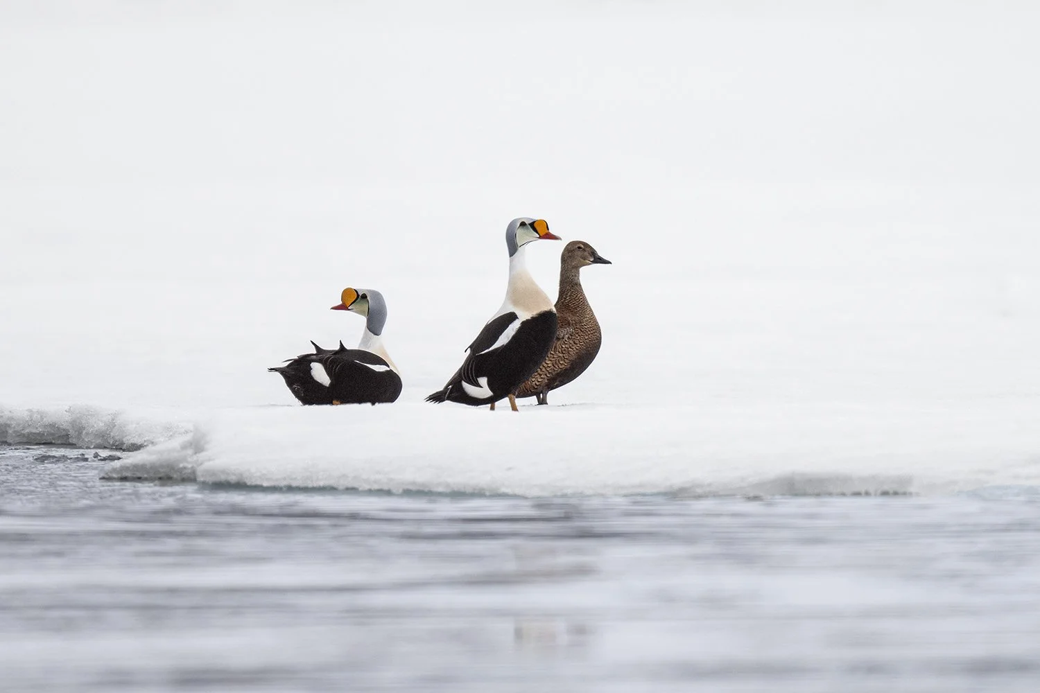 King Eider (males and female)