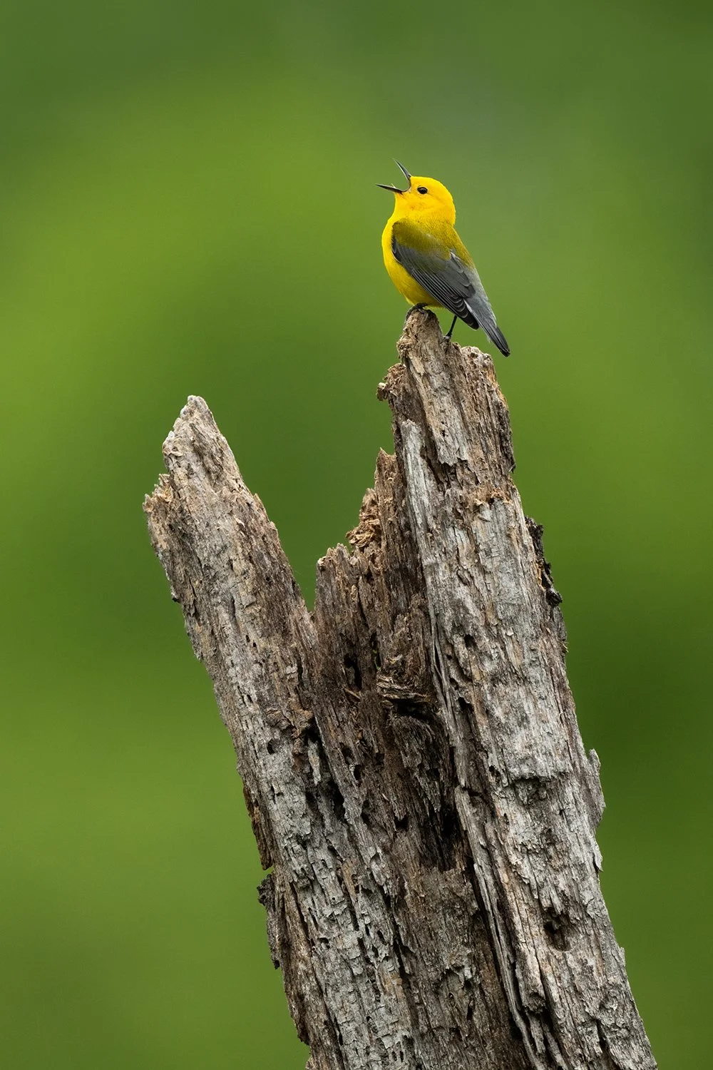 Prothonotary Warbler (Texas)