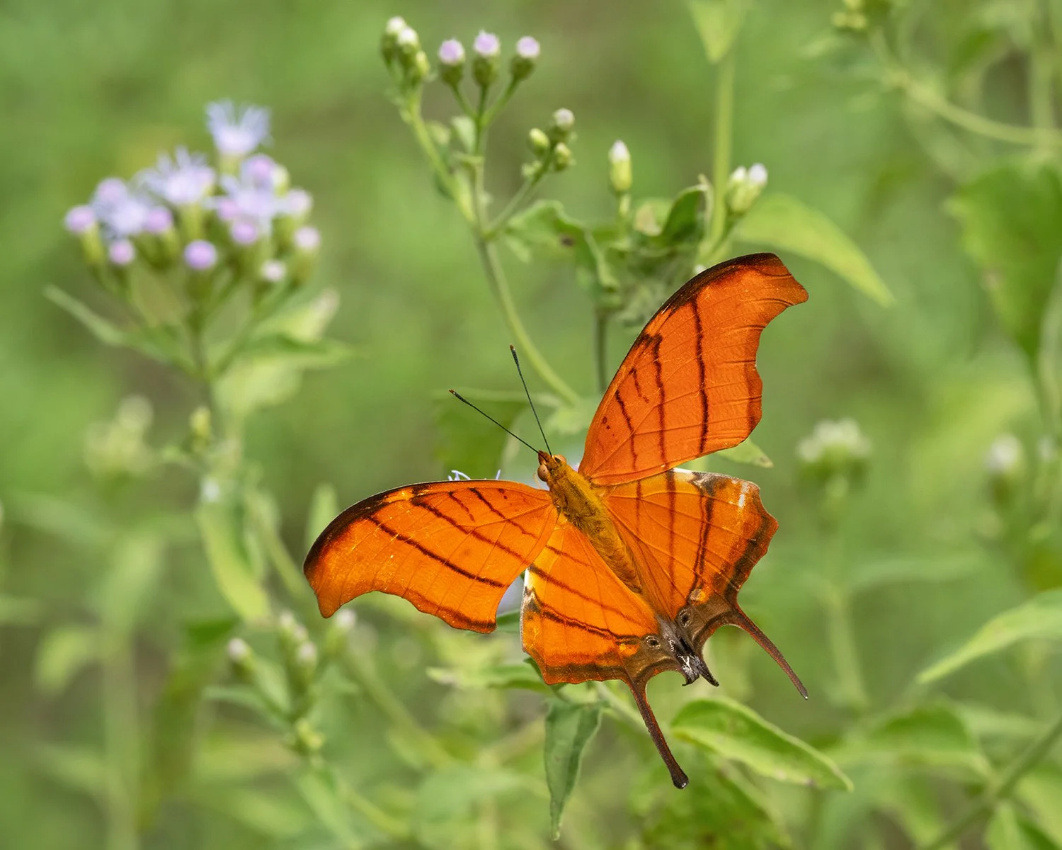 Ruddy Daggerwing