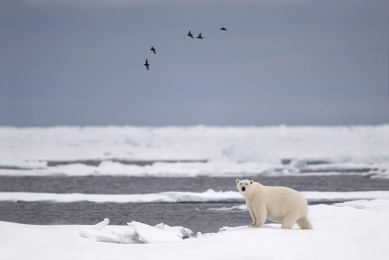 Polar Bear IX JPG v 3.jpg