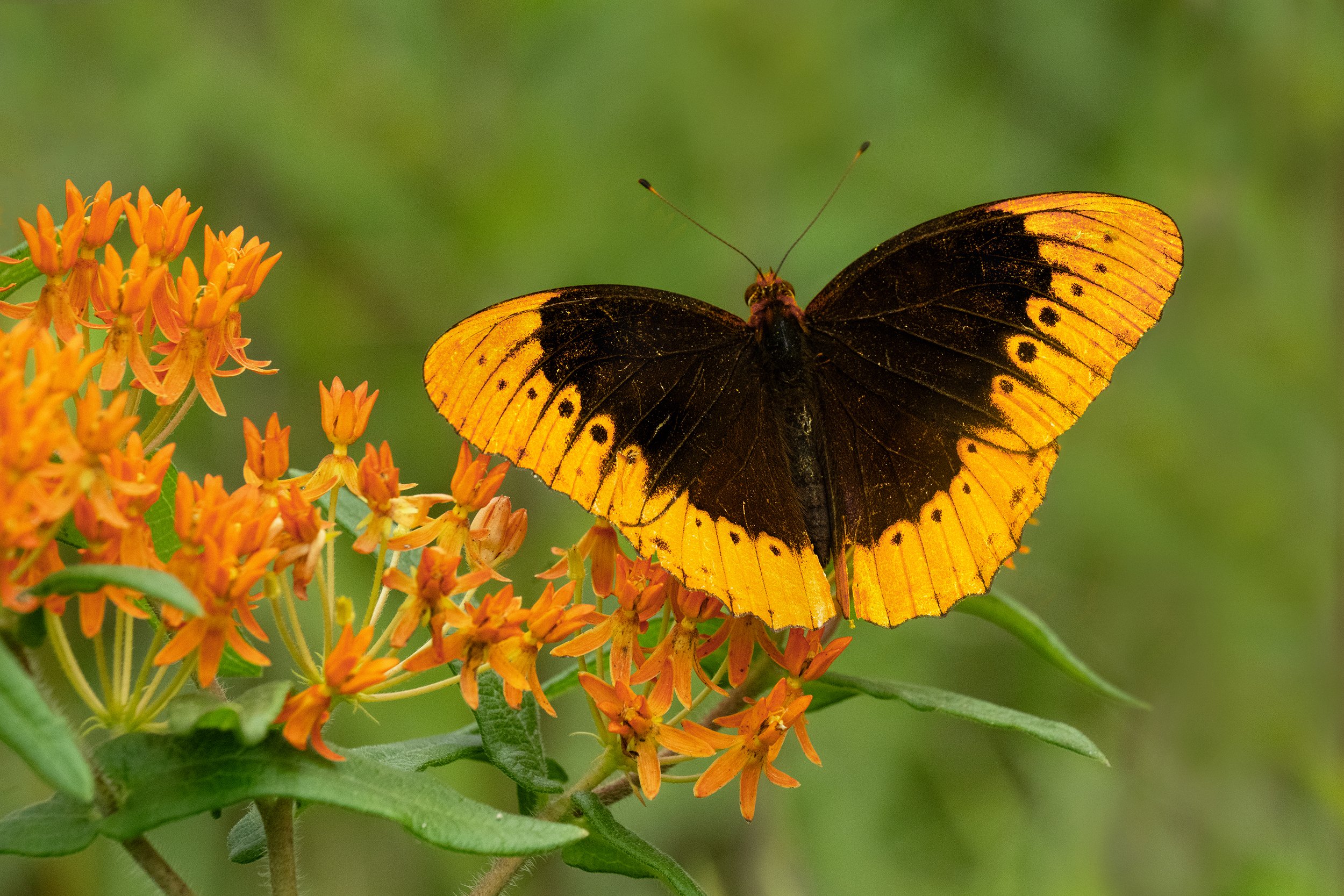 Diana Fritillary (male) (Arkansas)