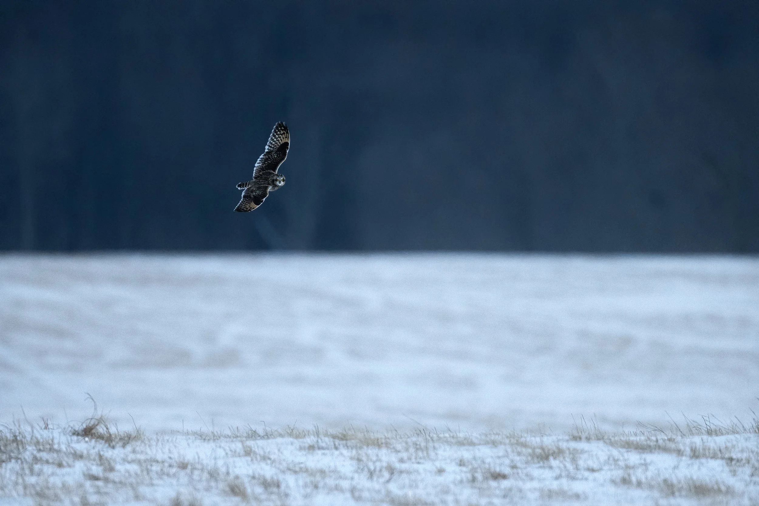 Short-eared Owl (Ontario)