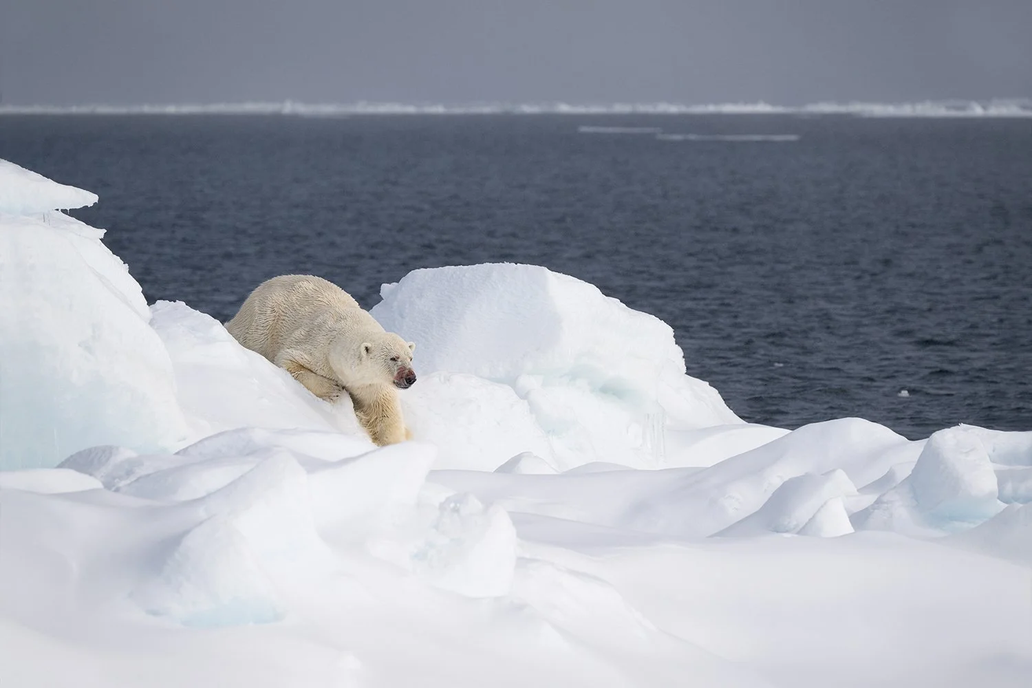 Polar Bear XXII JPG.jpg
