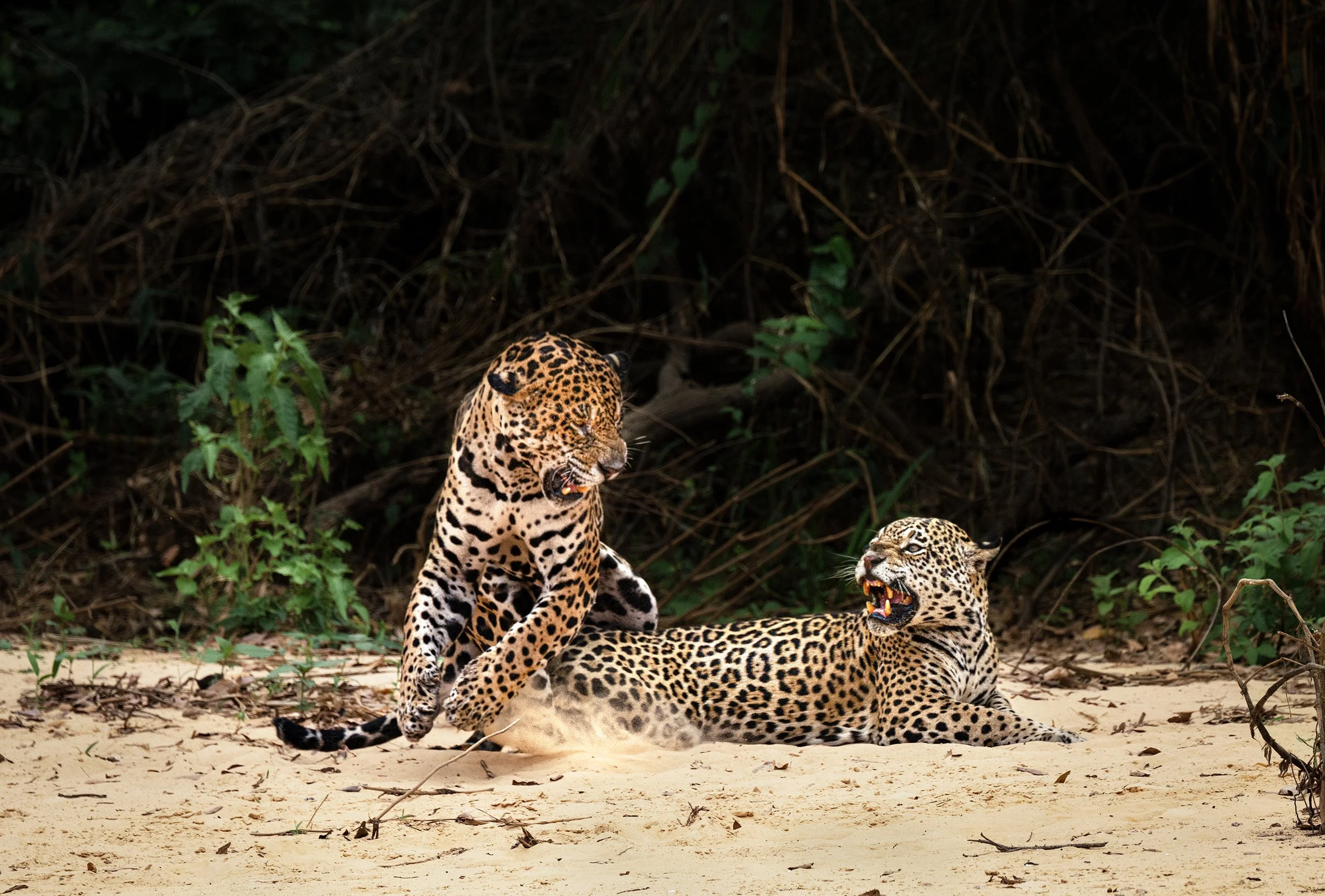 Jaguars Mating II JPG v 4.jpg