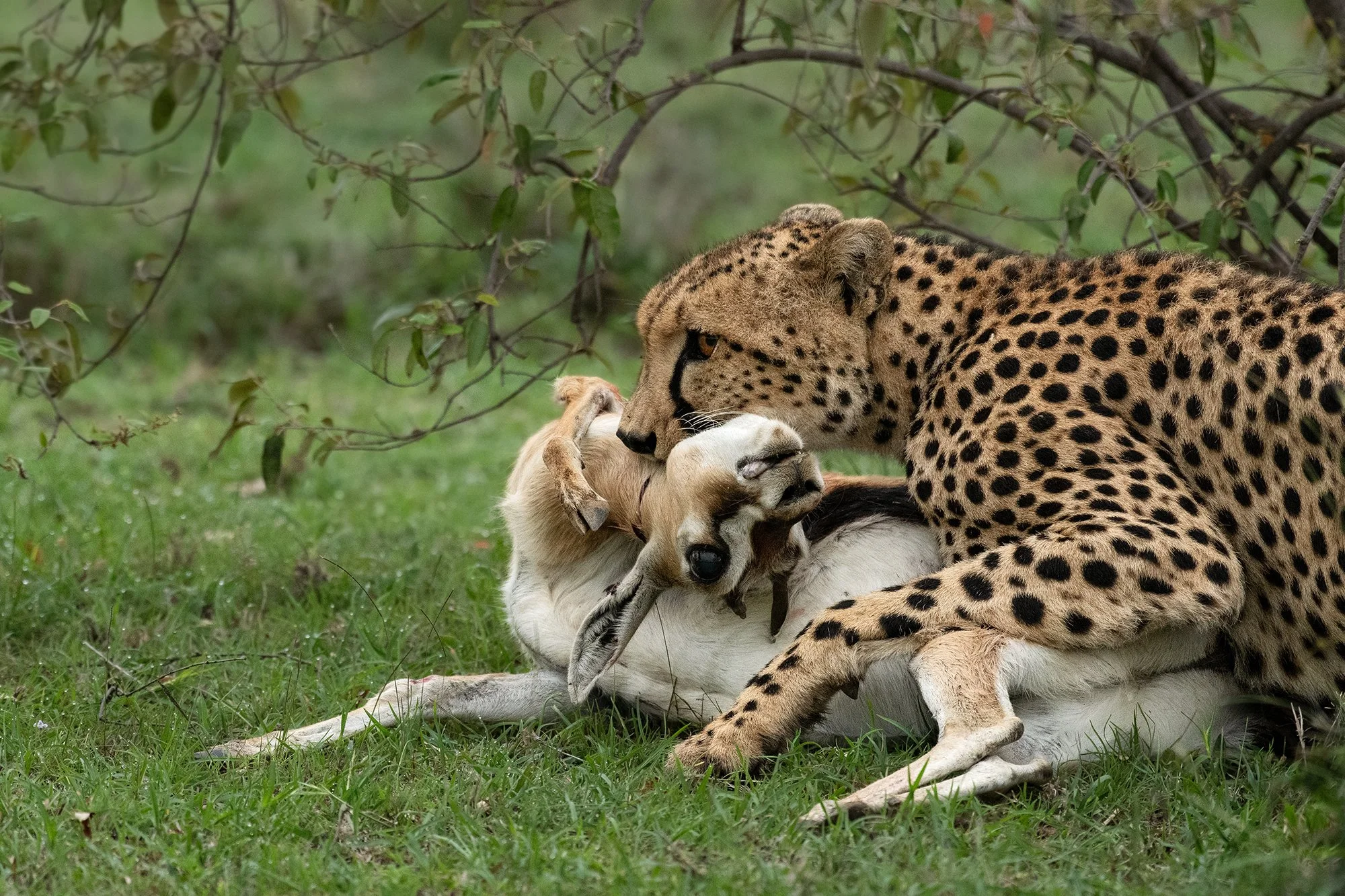 Cheetah (Selenkei) with Kill I JPG.jpg