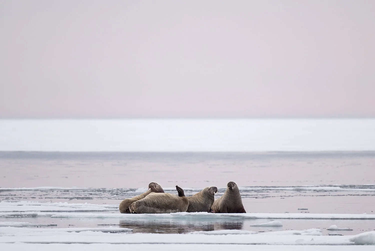 Walrus
