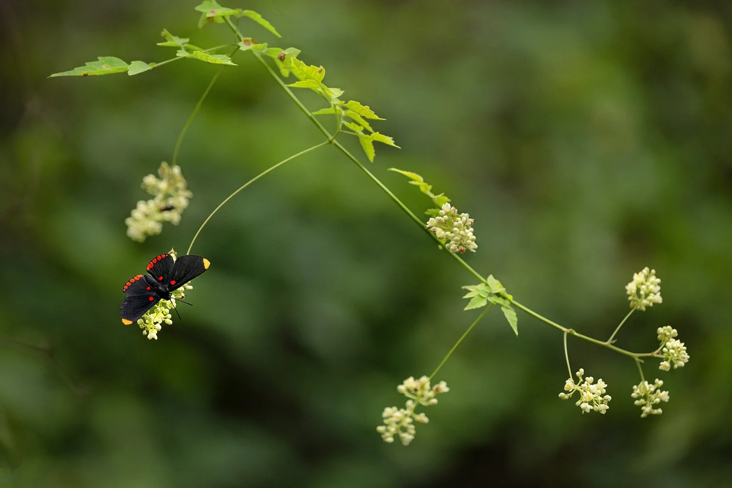 Red-bordered Pixie