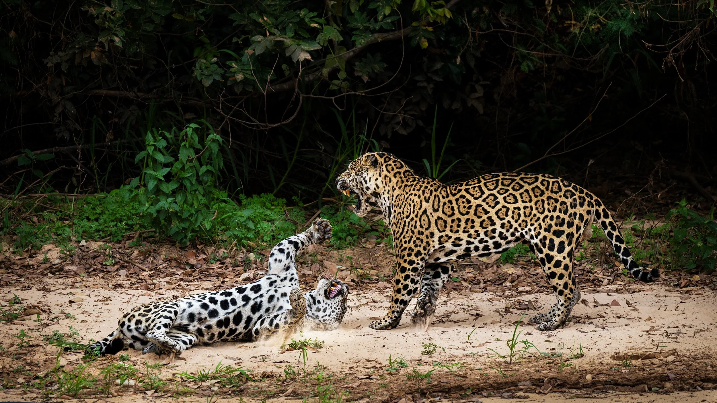 Jaguars Mating I JPG v2.jpg