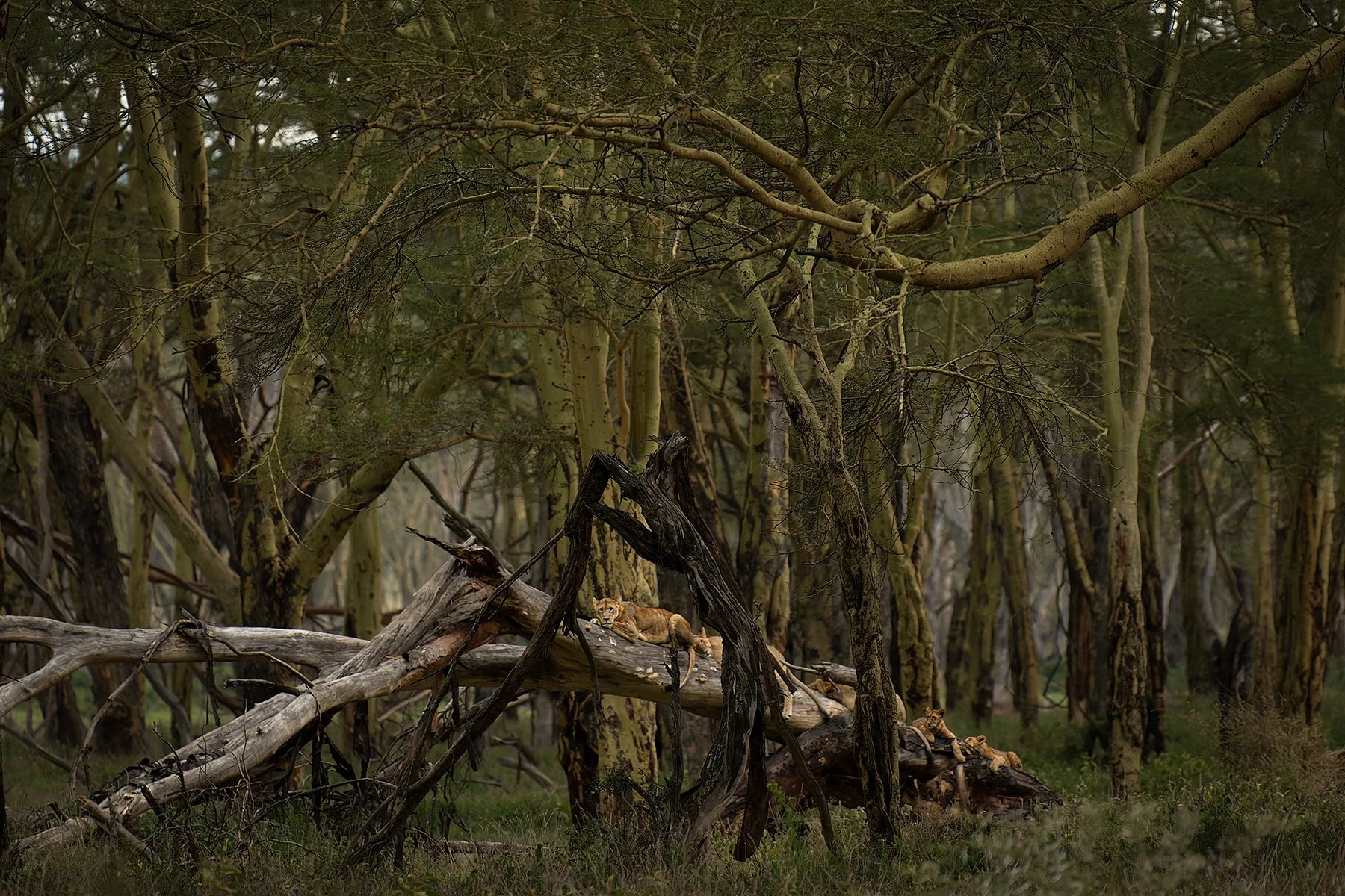 Lions in Fever Tree Forest IV JPG v 2.jpg