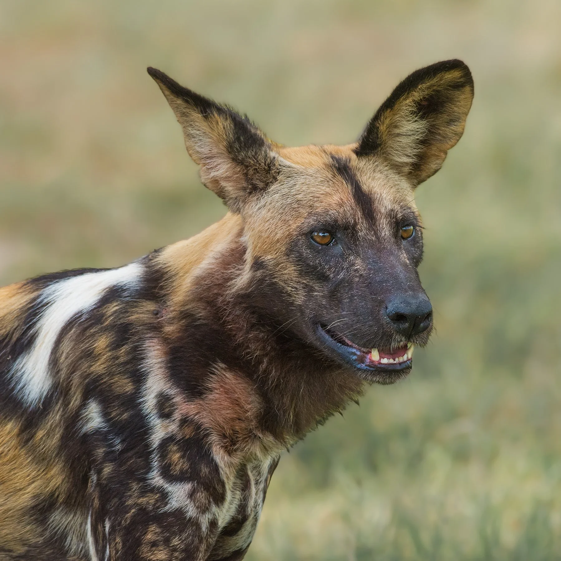 African Wild Dog (Painted Wolf)