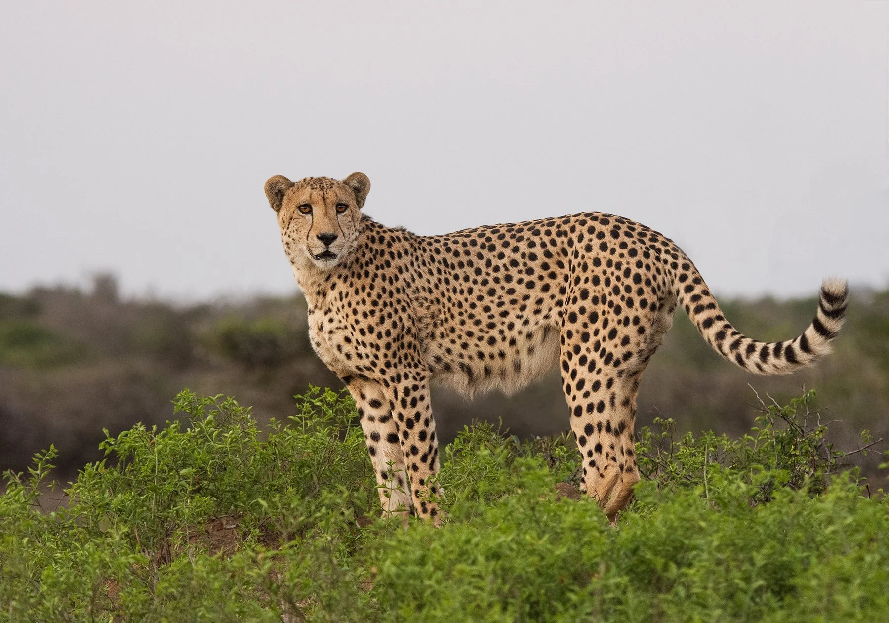 Cheetah