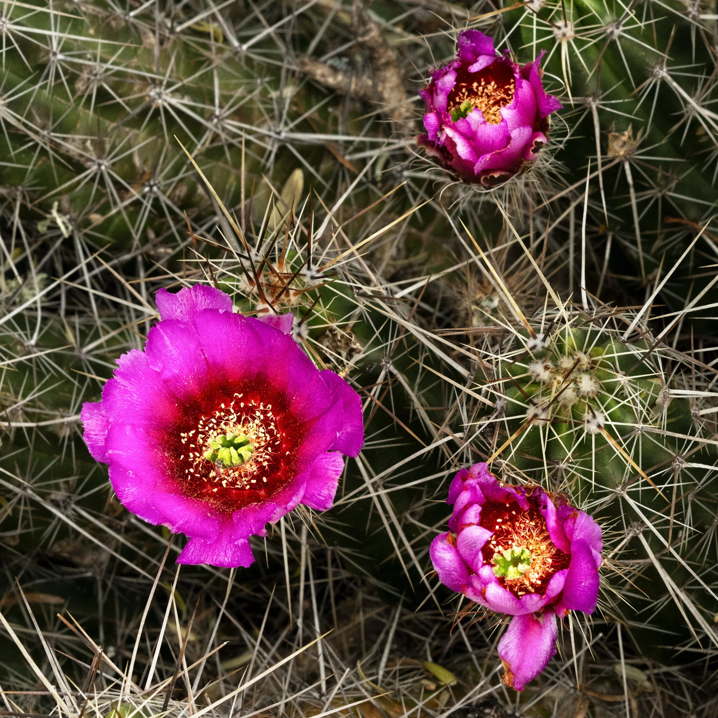 Strawberry Hedgehog Cactus