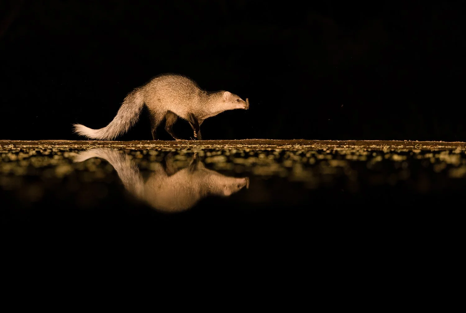 White-tailed Mongoose