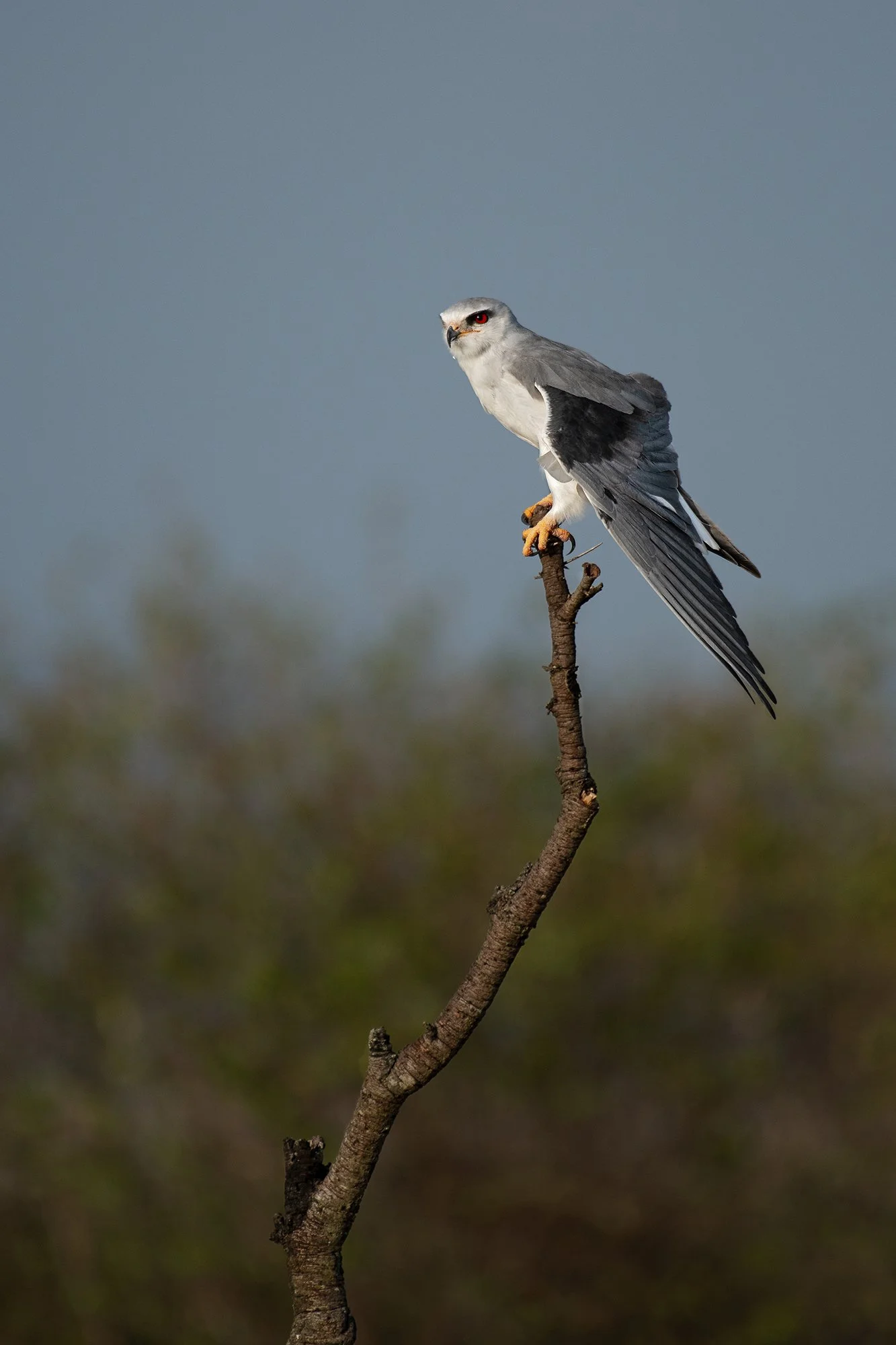 Black-shouldered Kite
