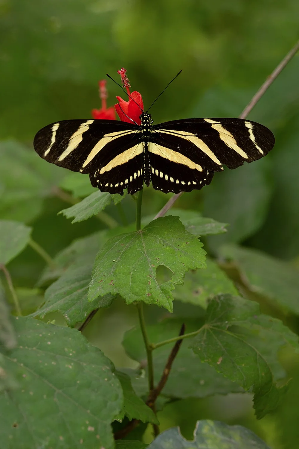 Zebra Heliconian