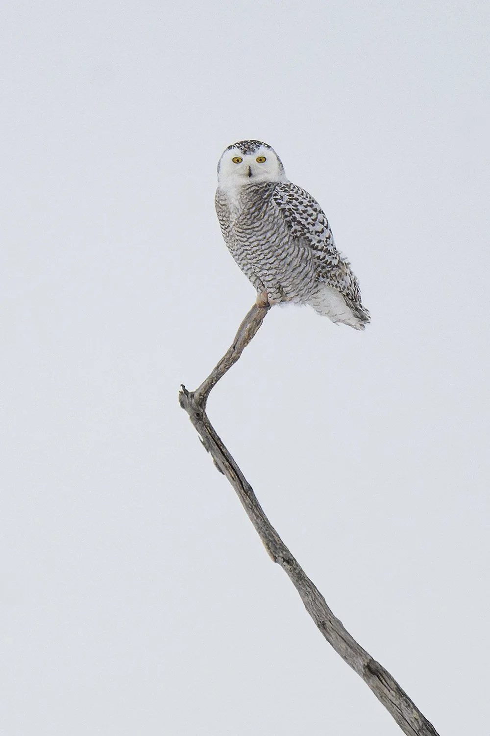 Snowy Owl (female) (Canada)