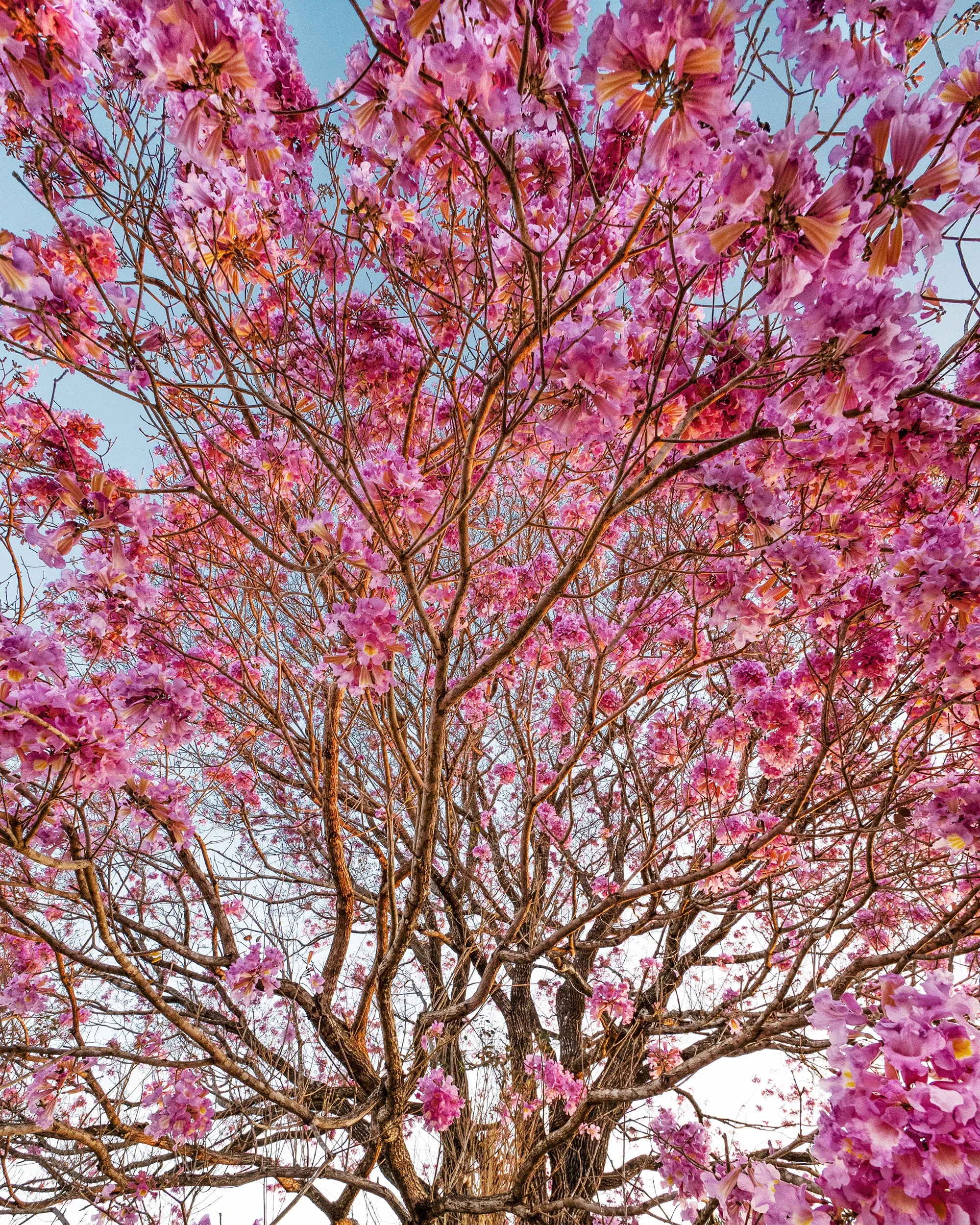 Pink Ipe Tree Wide JPG.jpg