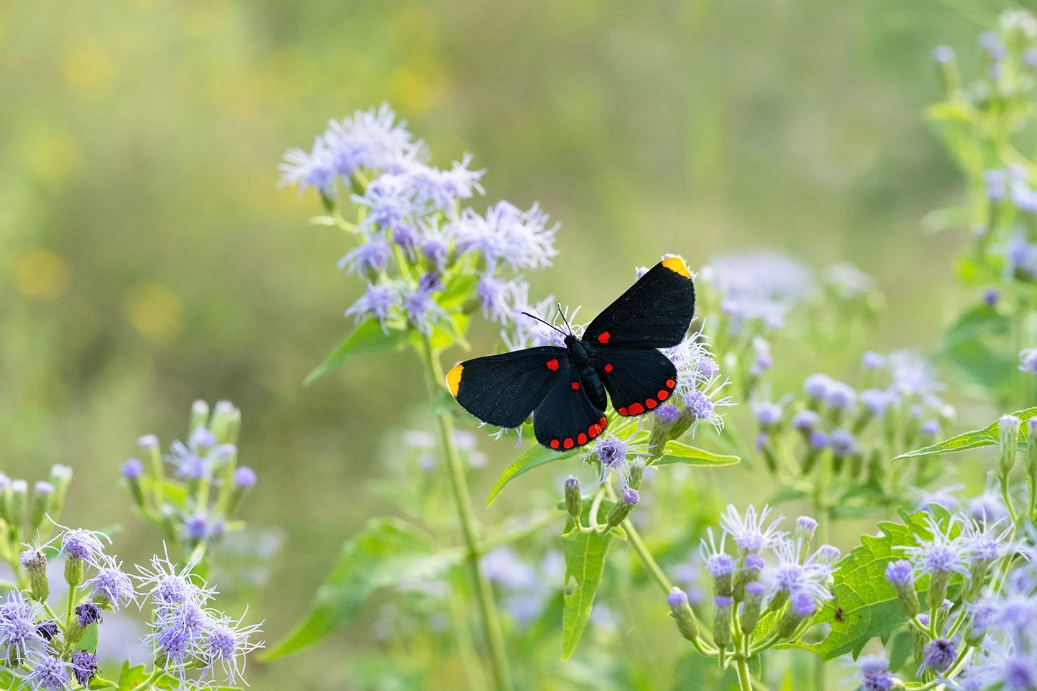 Red-bordered Pixie