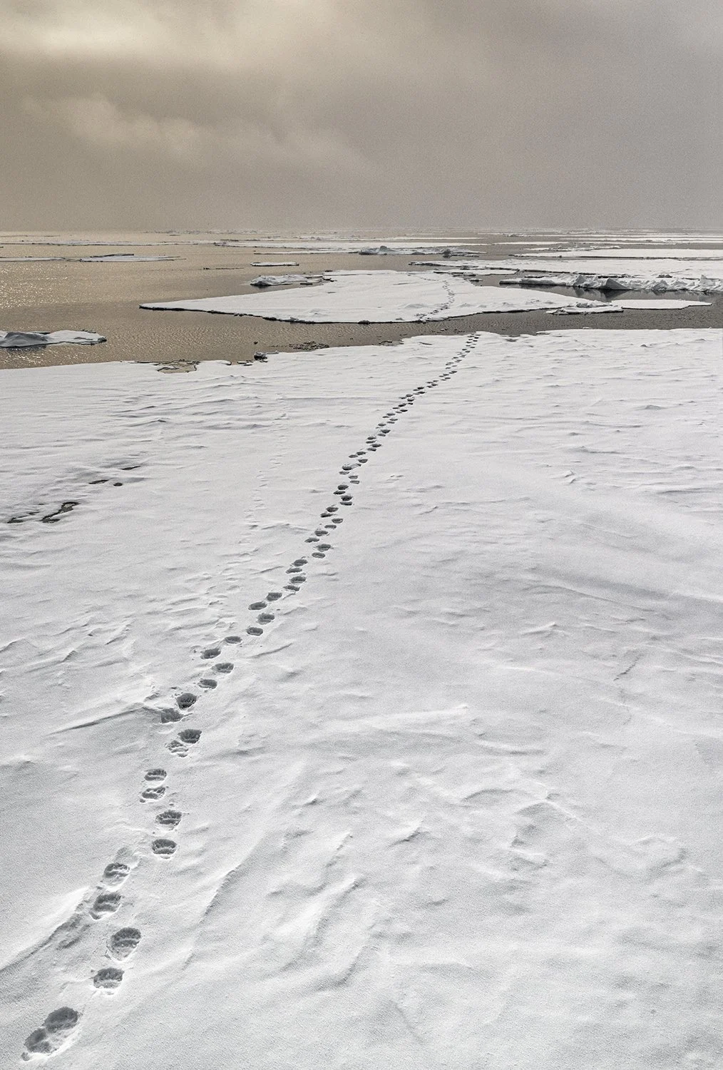 Polar Bear tracks
