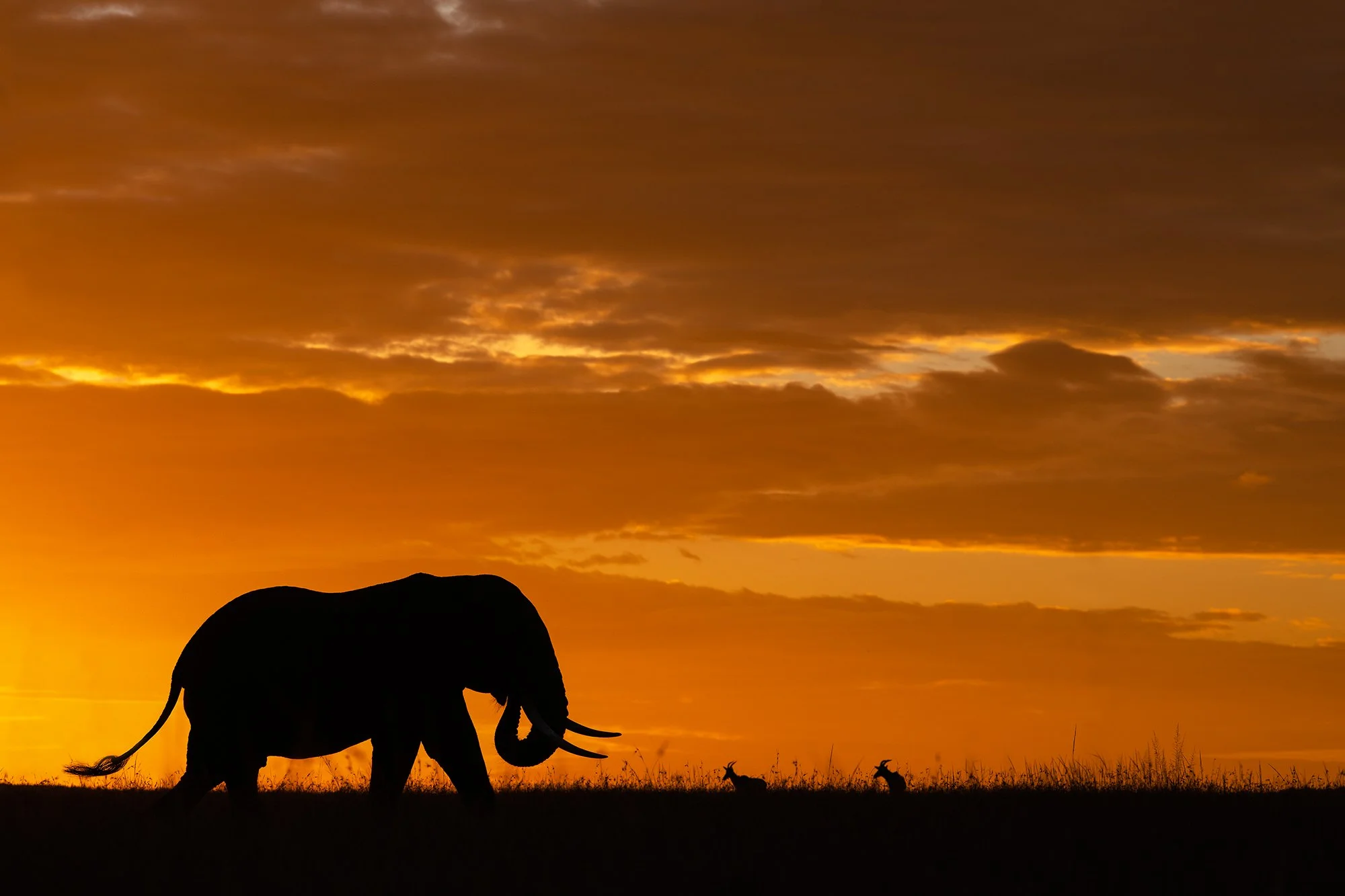 Elephant Silhouette I PSD v 3.jpg