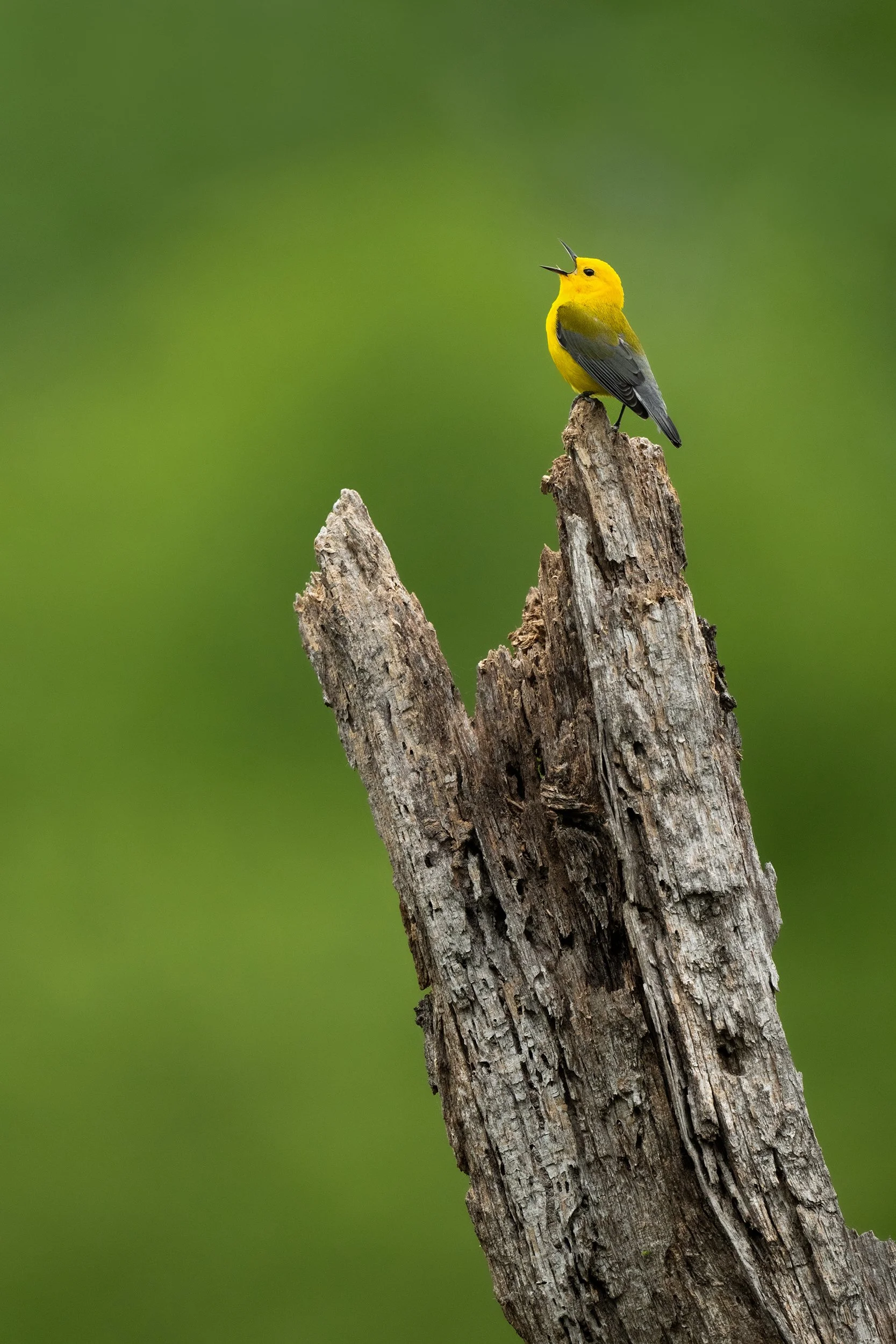 Prothonotary Warbler (Texas)