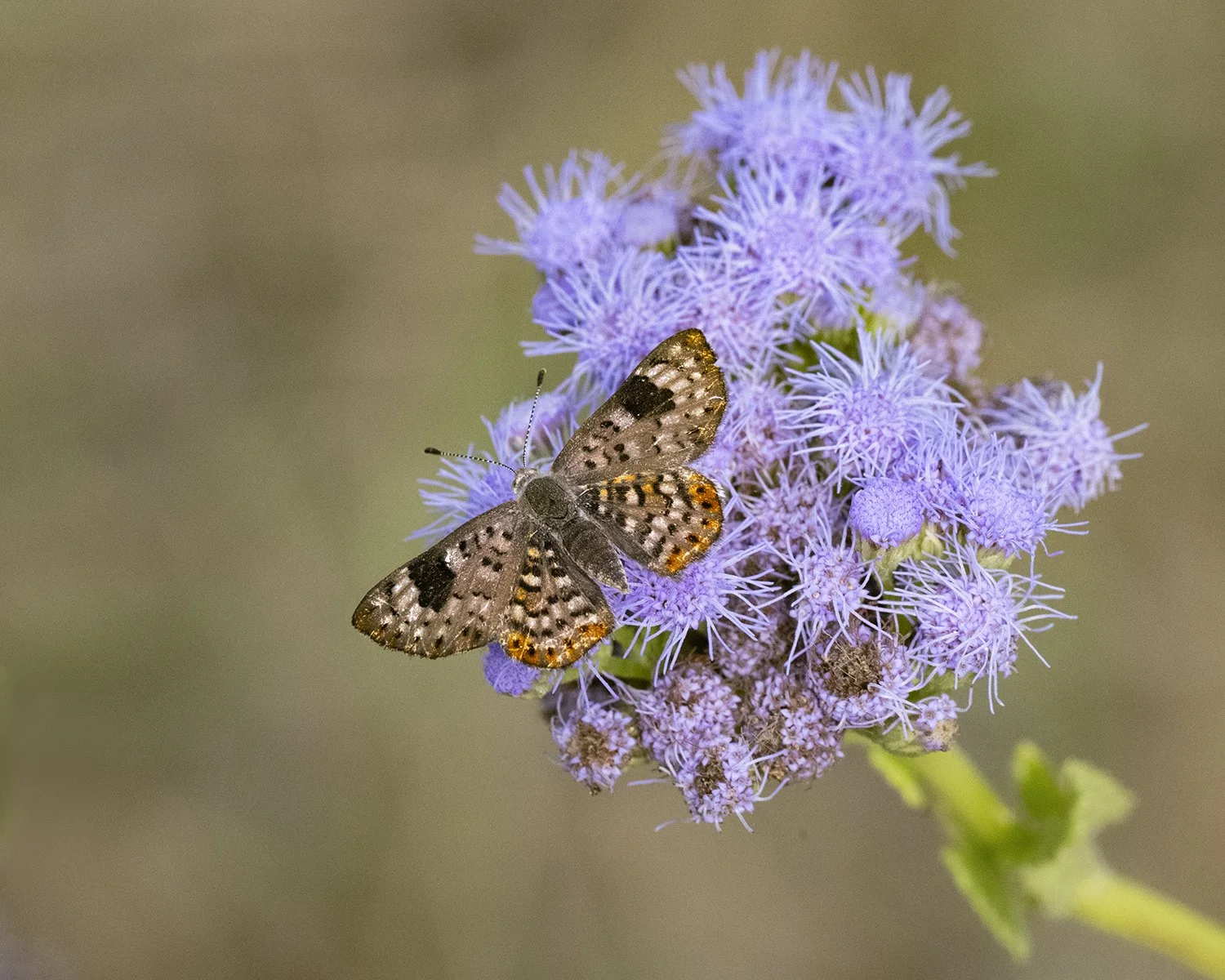 Walker's Metalmark