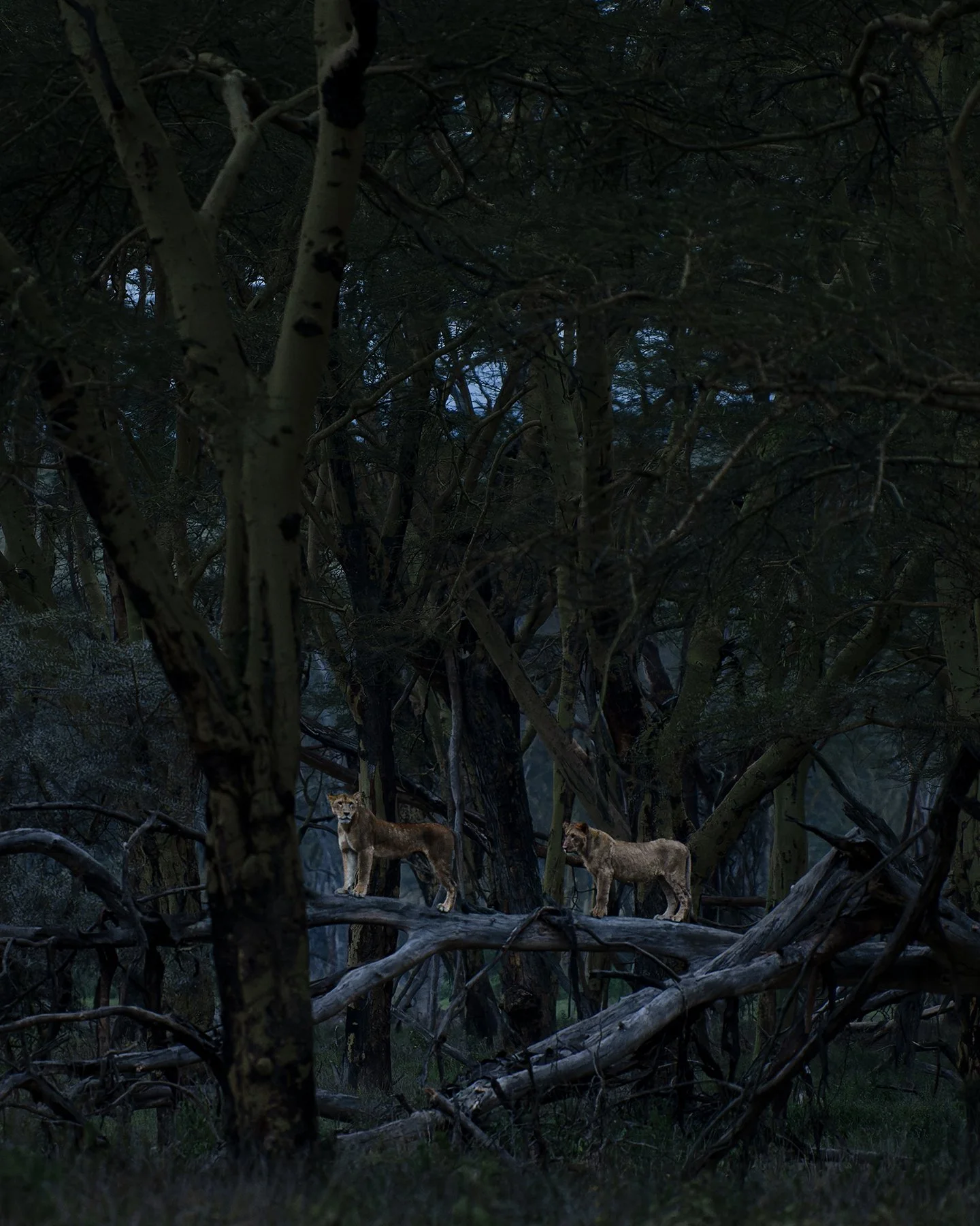 Lions in Fever Tree Forest III JPG.jpg