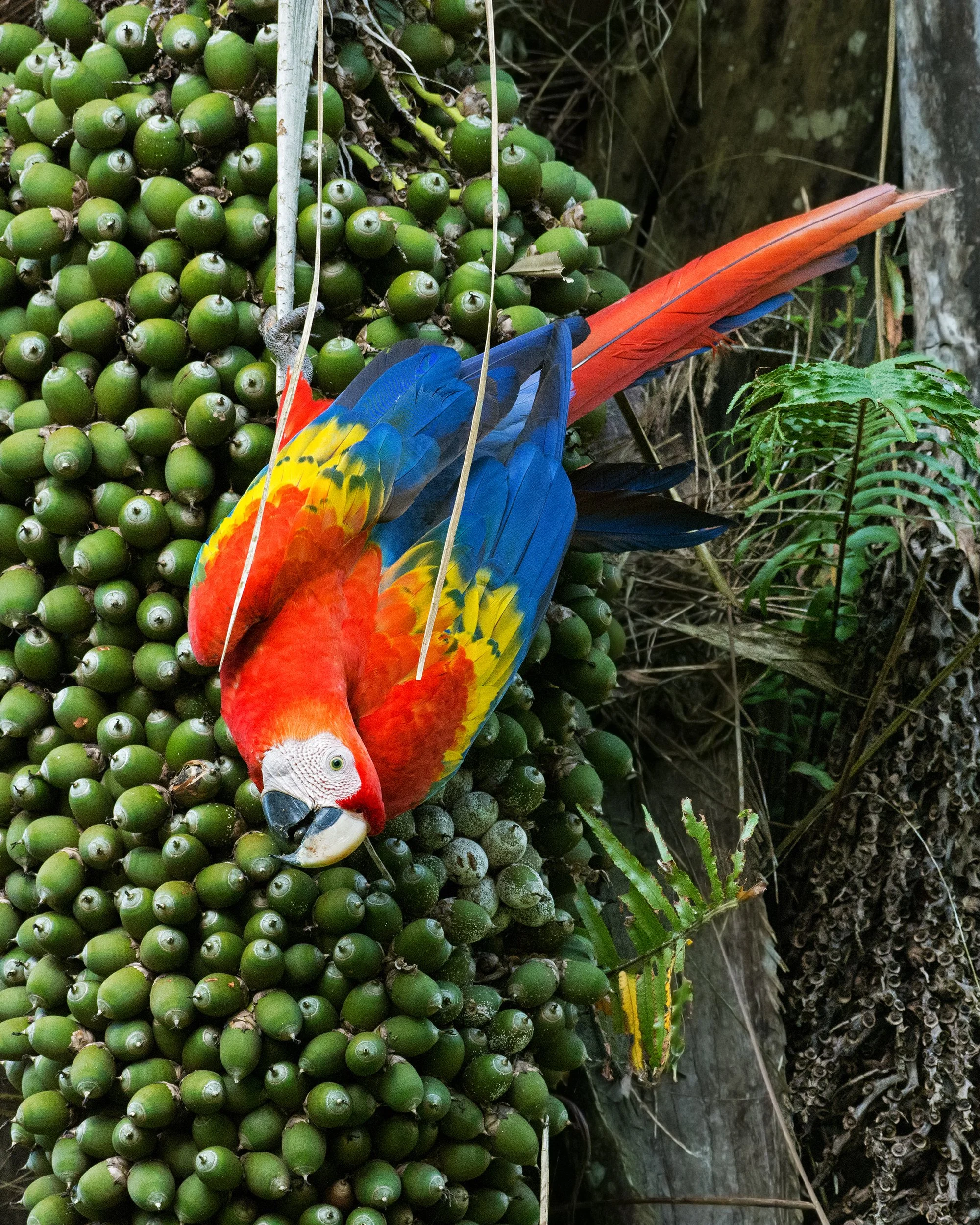 Scarlet Macaw (Costa Rica)