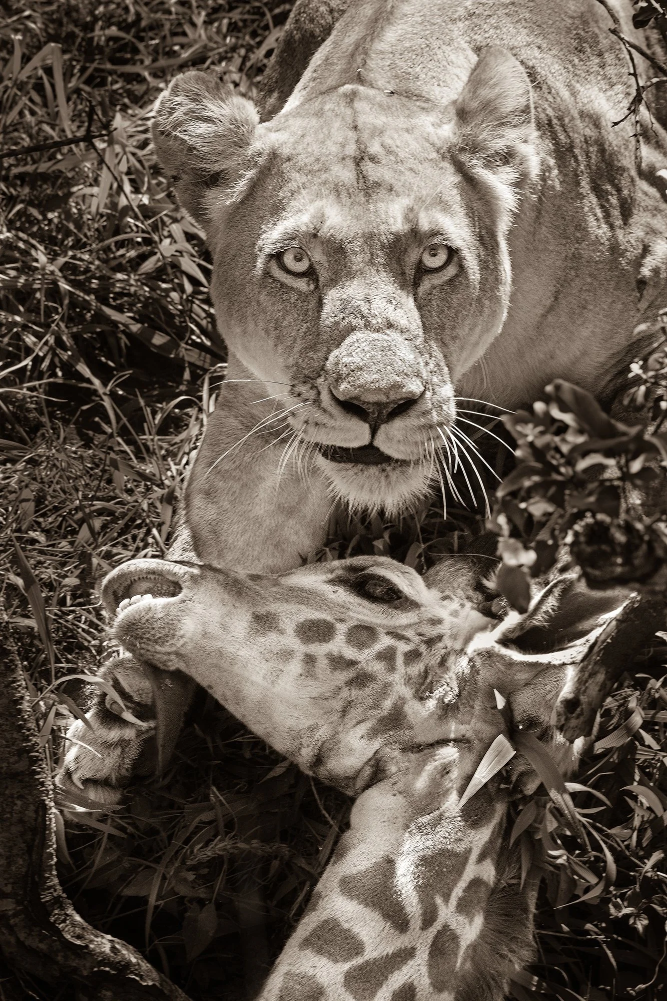 Lioness.Giraffe Kill Sepia II JPG v 2.jpg