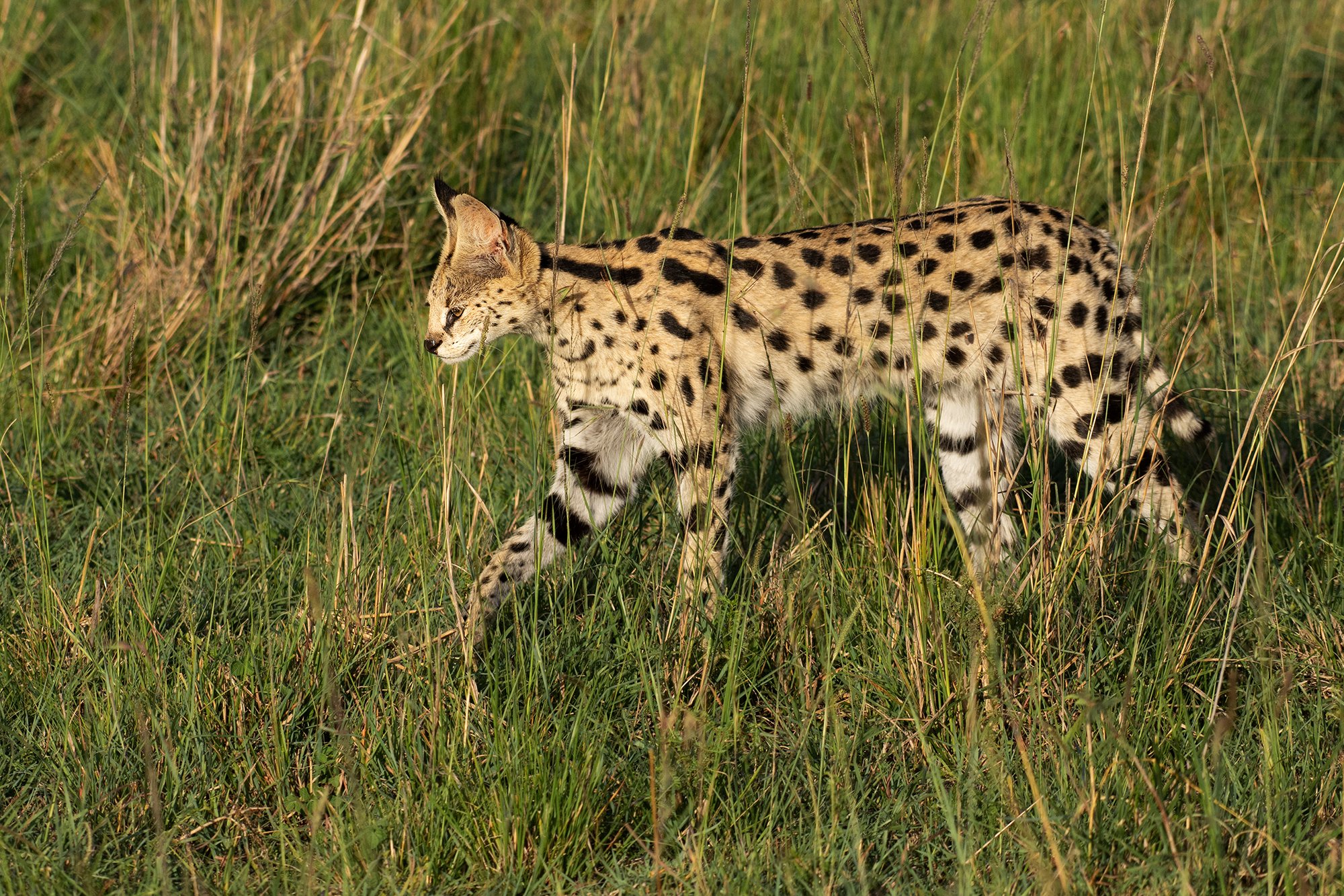 Serval