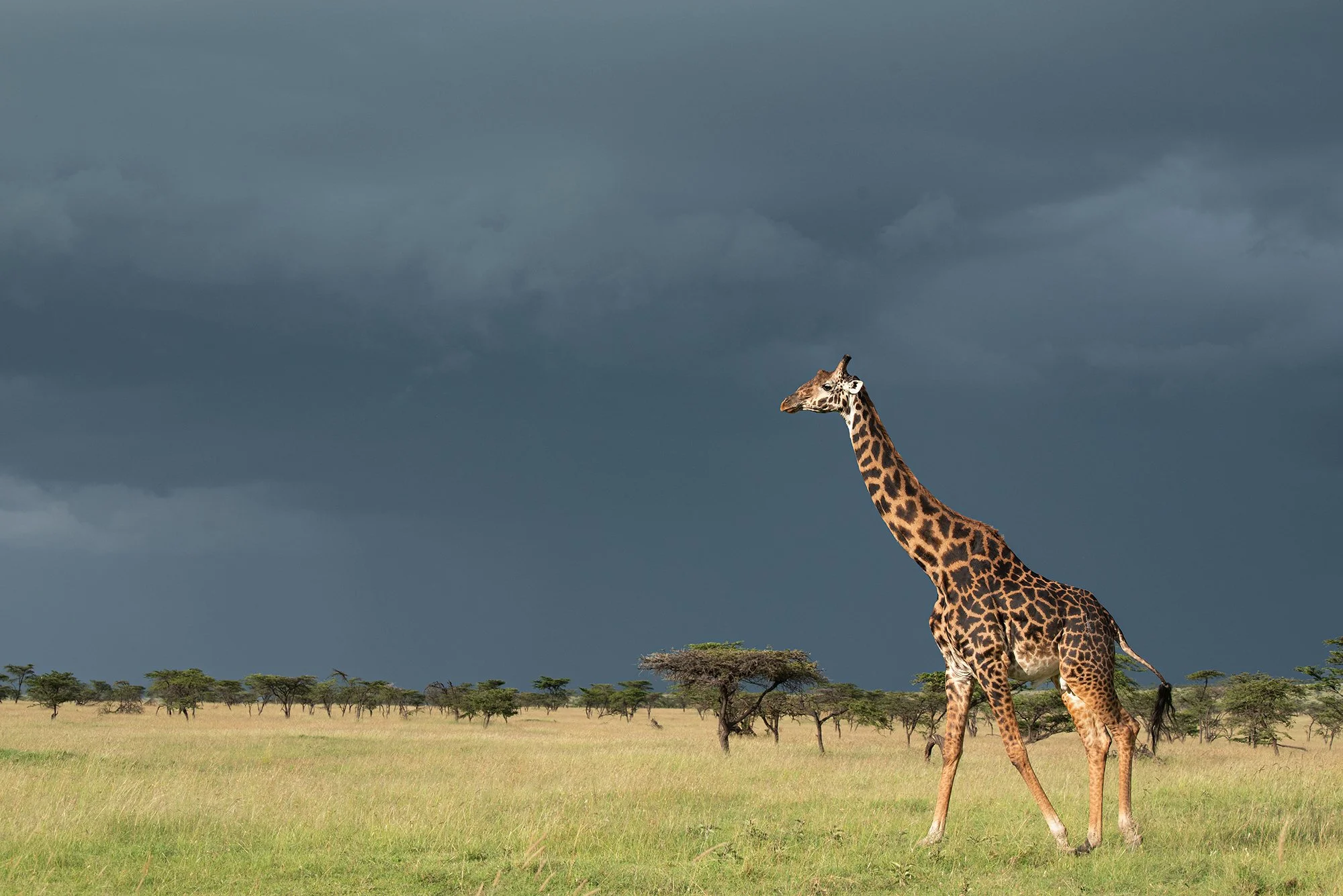 Maasai Giraffe