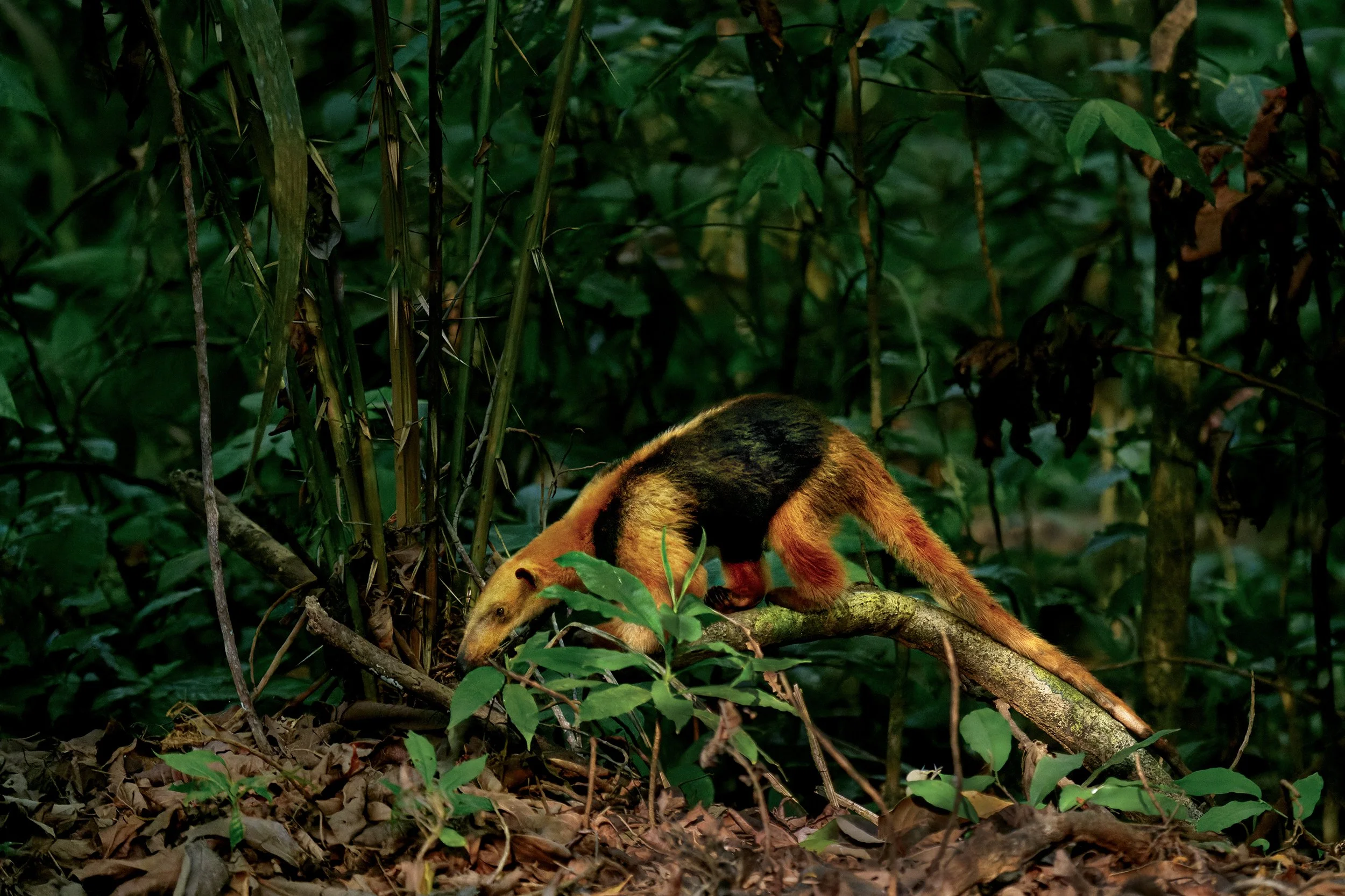 Northern Tamandua (Anteater) (Costa Rica)