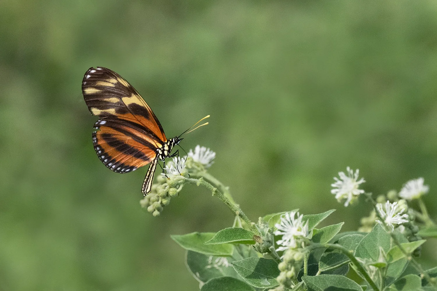 Isabella's Heliconian