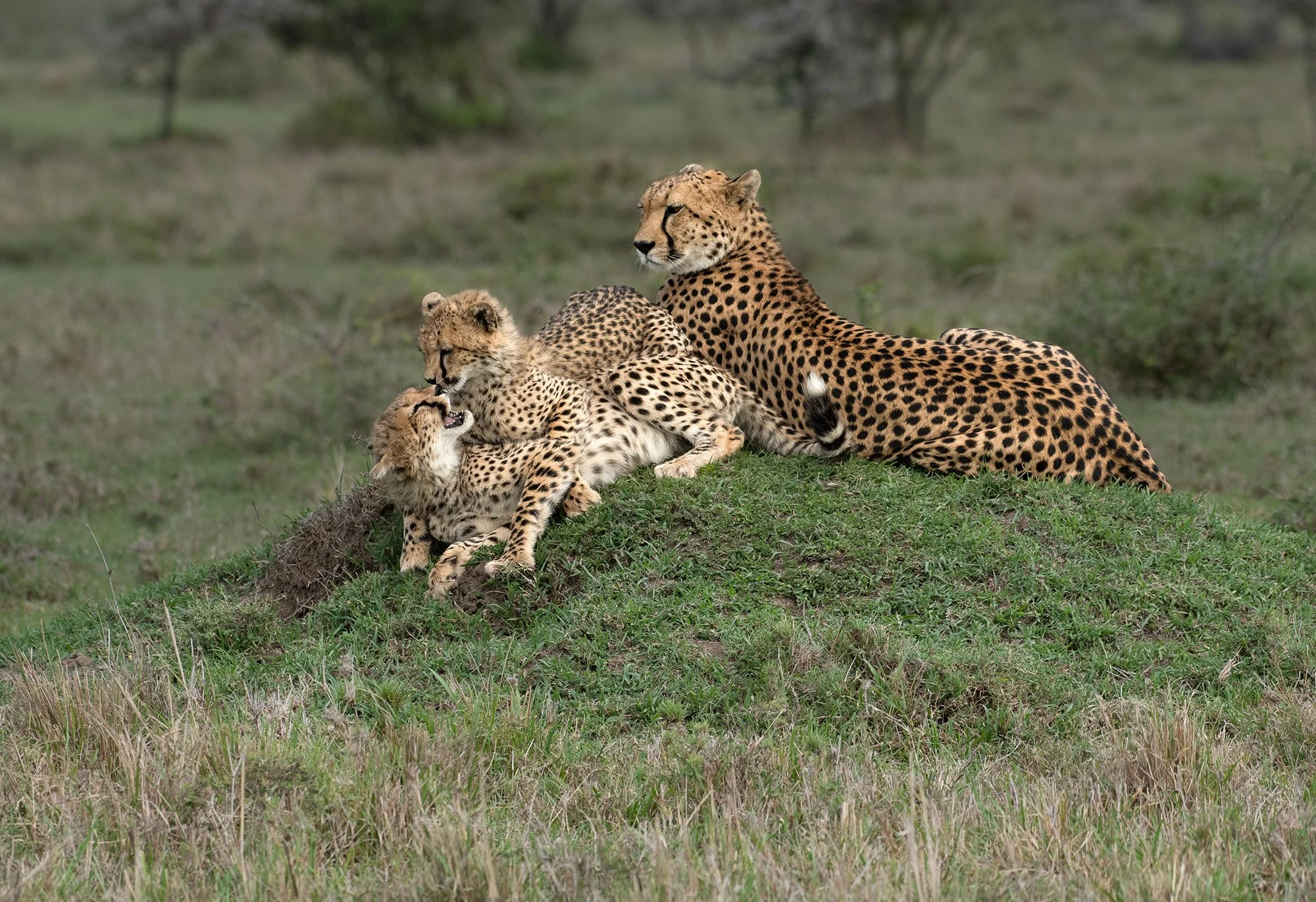 Cheetah (Kisaru) and Cubs I v 2 PSD.jpg