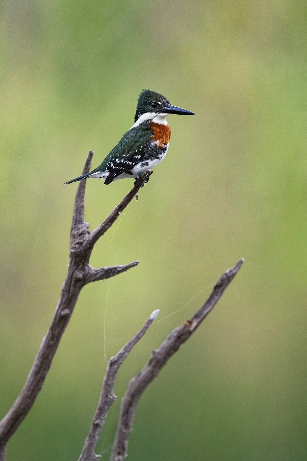 Green Kingfisher (male)