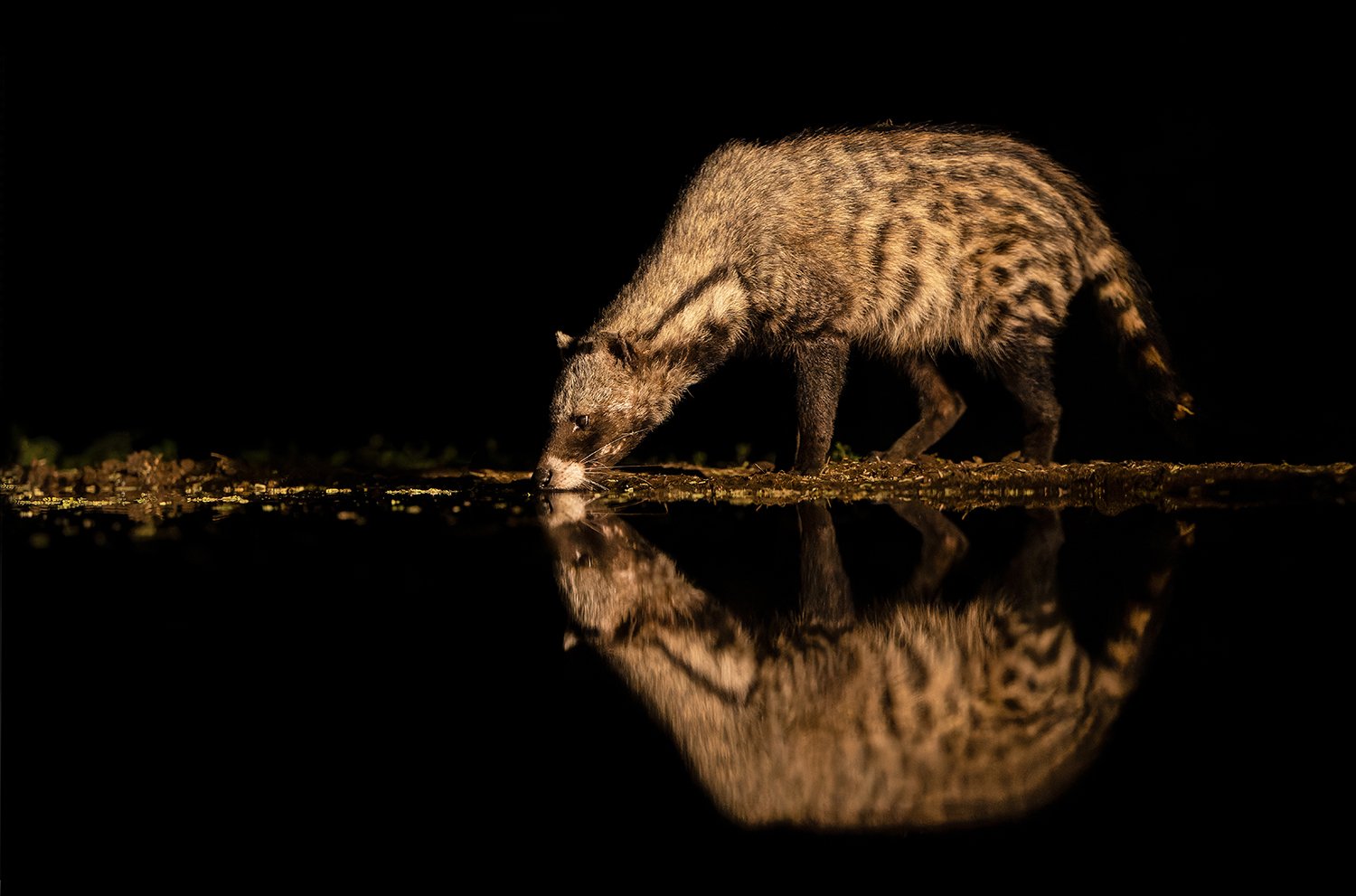 African Civet