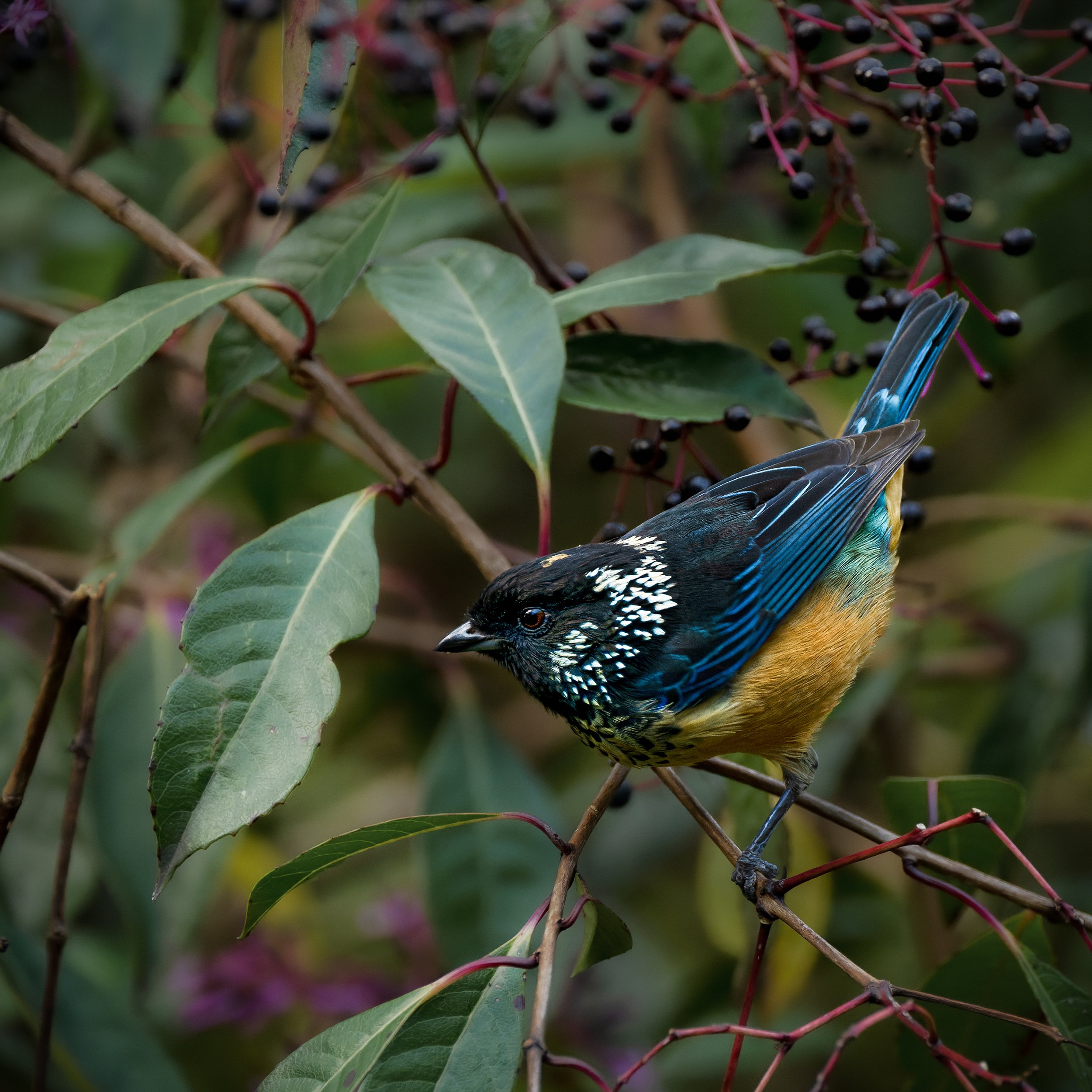 Spangle-cheeked Tanager (Costa Rica)