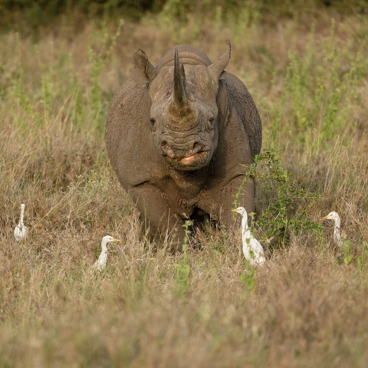 Black Rhino
