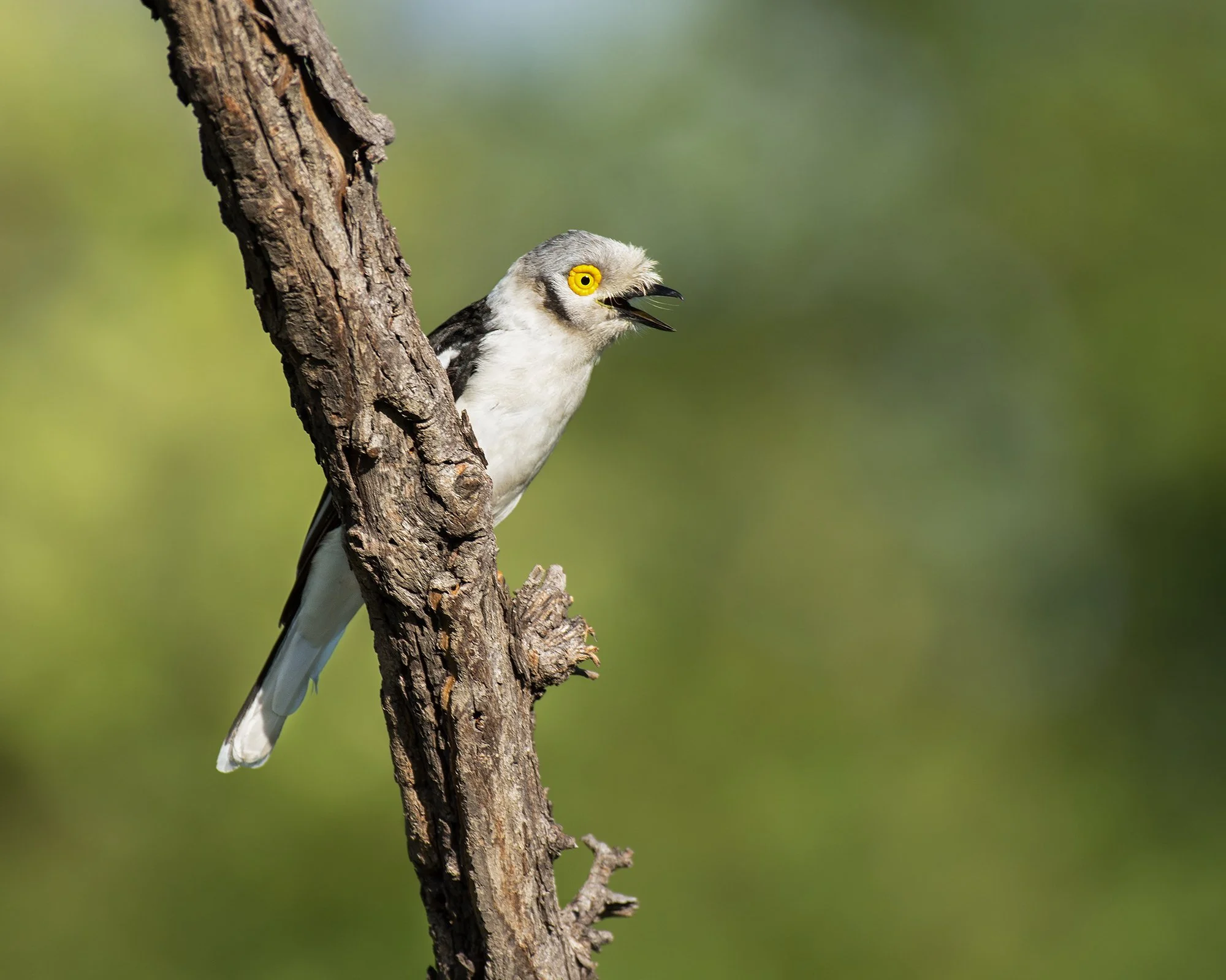 White-crested Helmetshrike