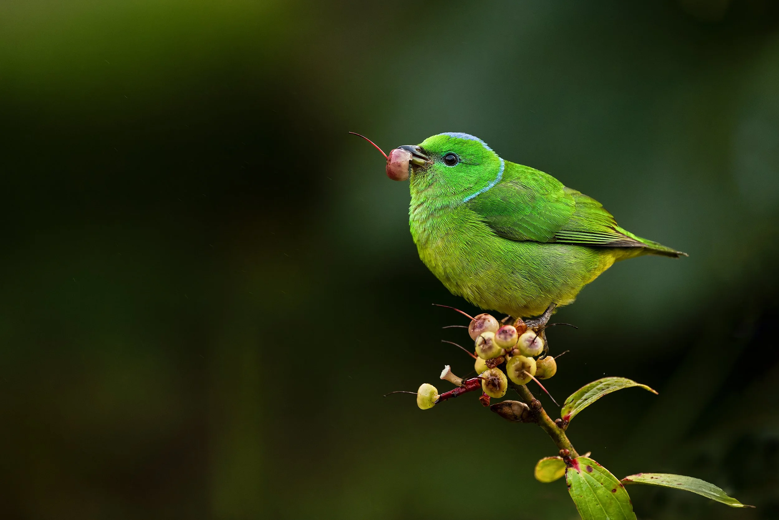Golden-browed Chlorophonia (female) (Costa Rica)