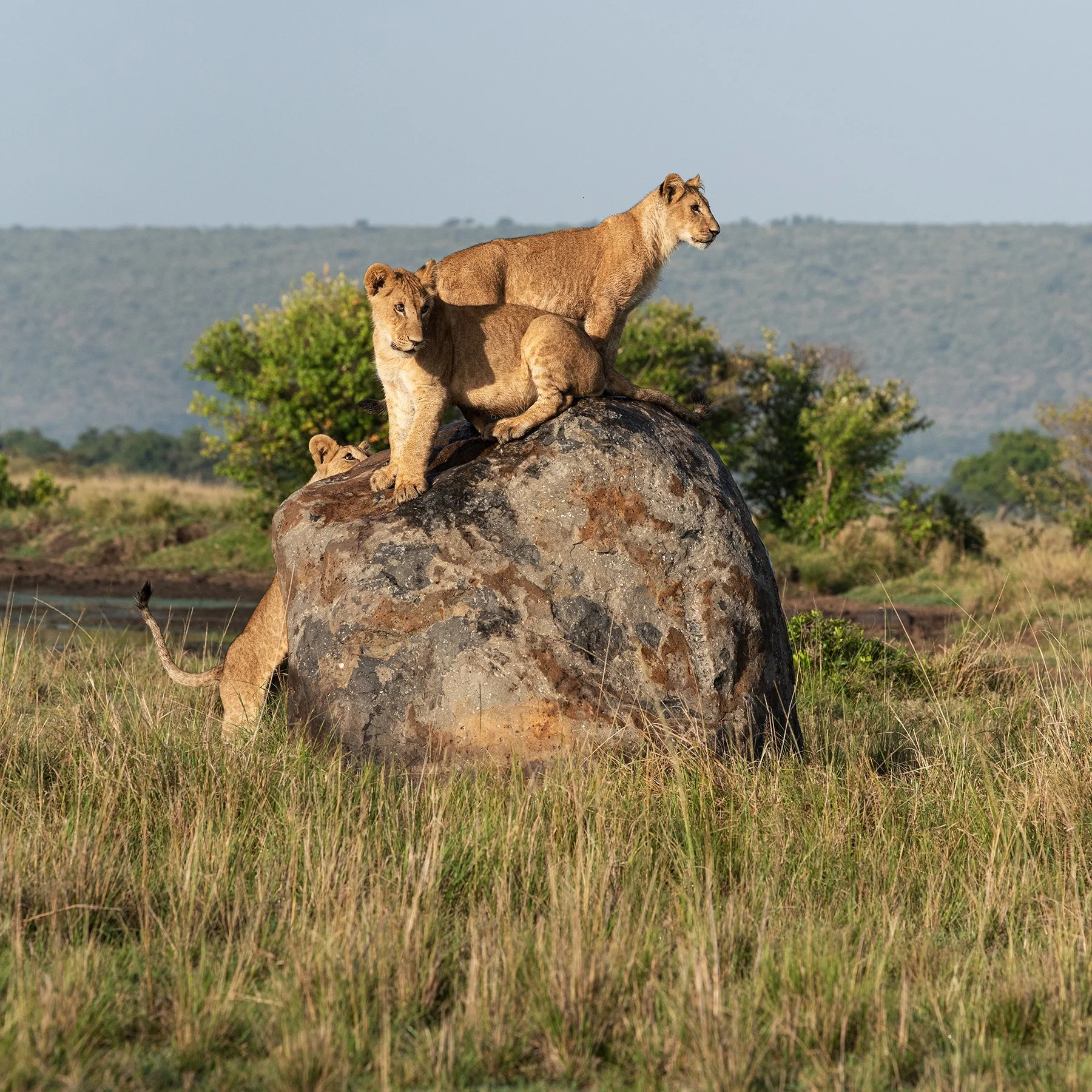 Lion Cubs on Rock I (Square) JPG.jpg
