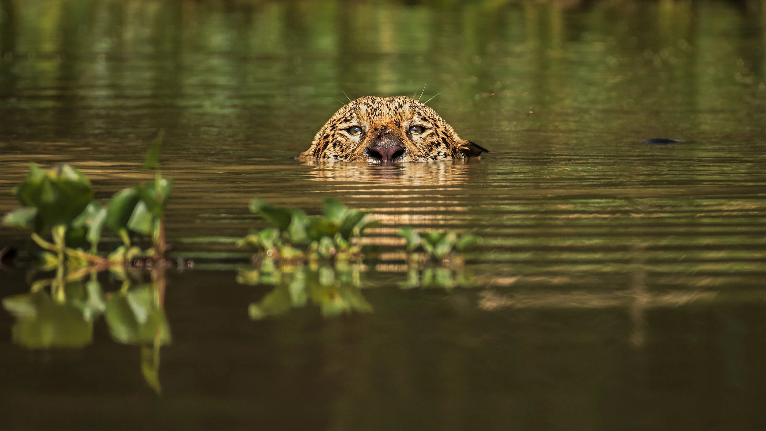 Jaguar.Male Swimming in River JPG v2 10x15 White Border.jpg