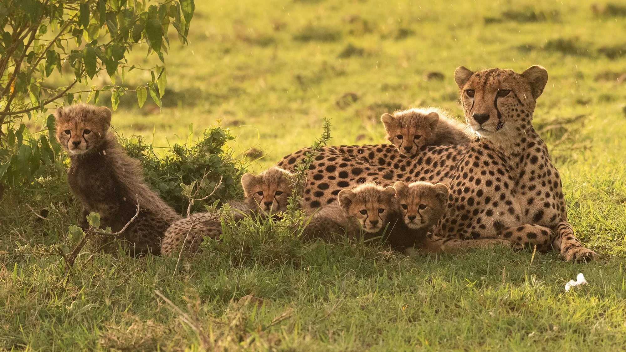 Cheetah (Selenkei) with Cubs I v 2 16 9 PSD.jpg